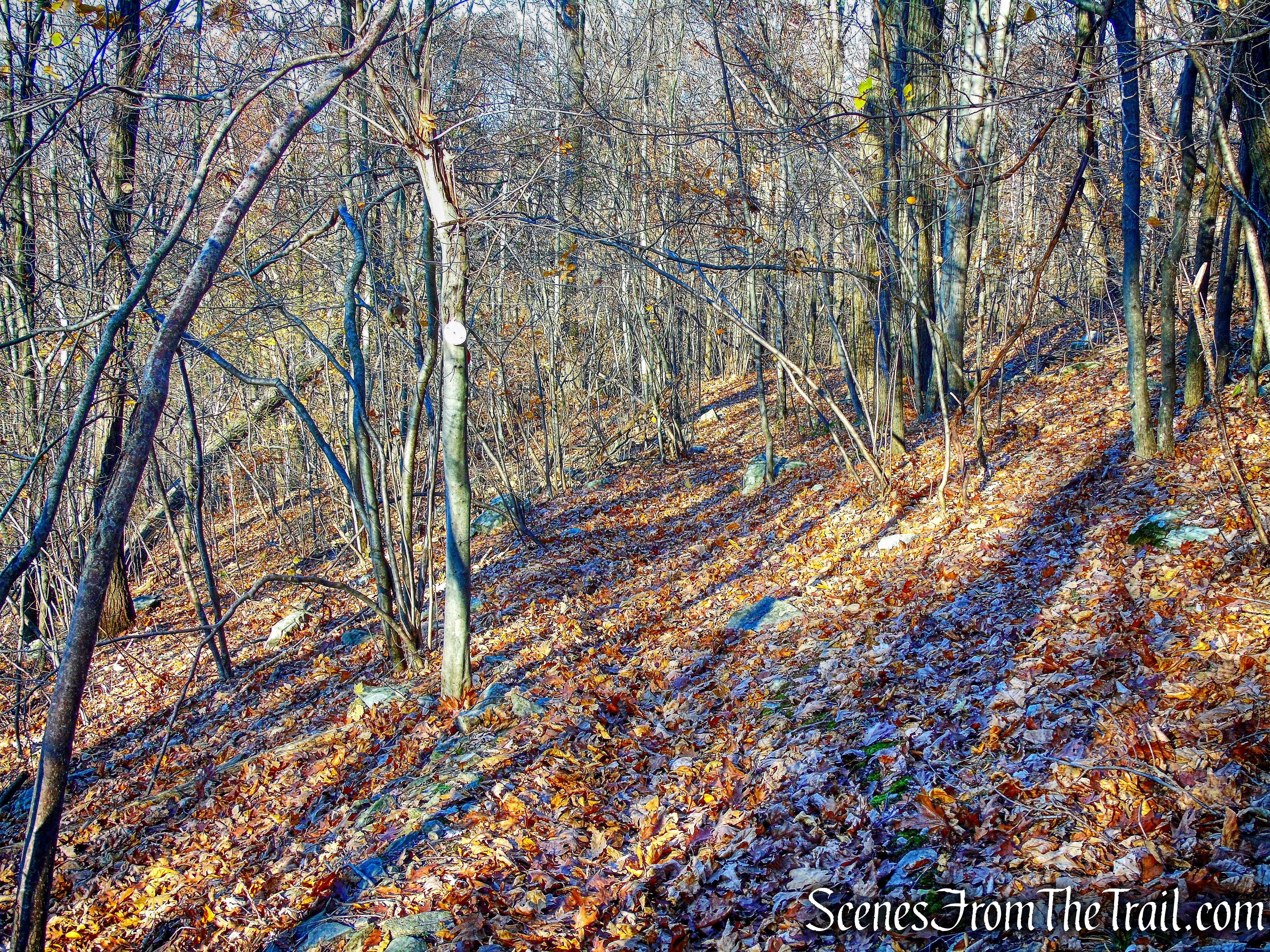 White Trail