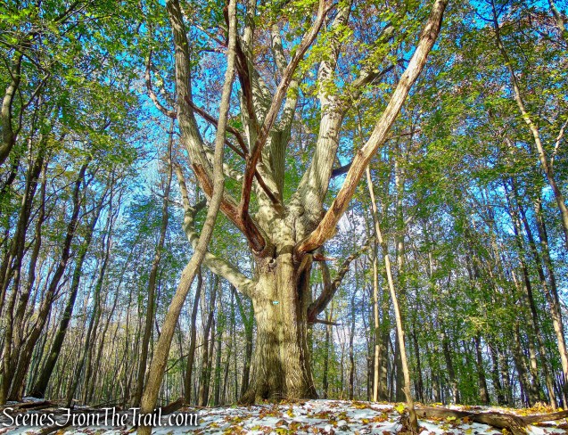 Northern Red Oak - McAndrews Estate