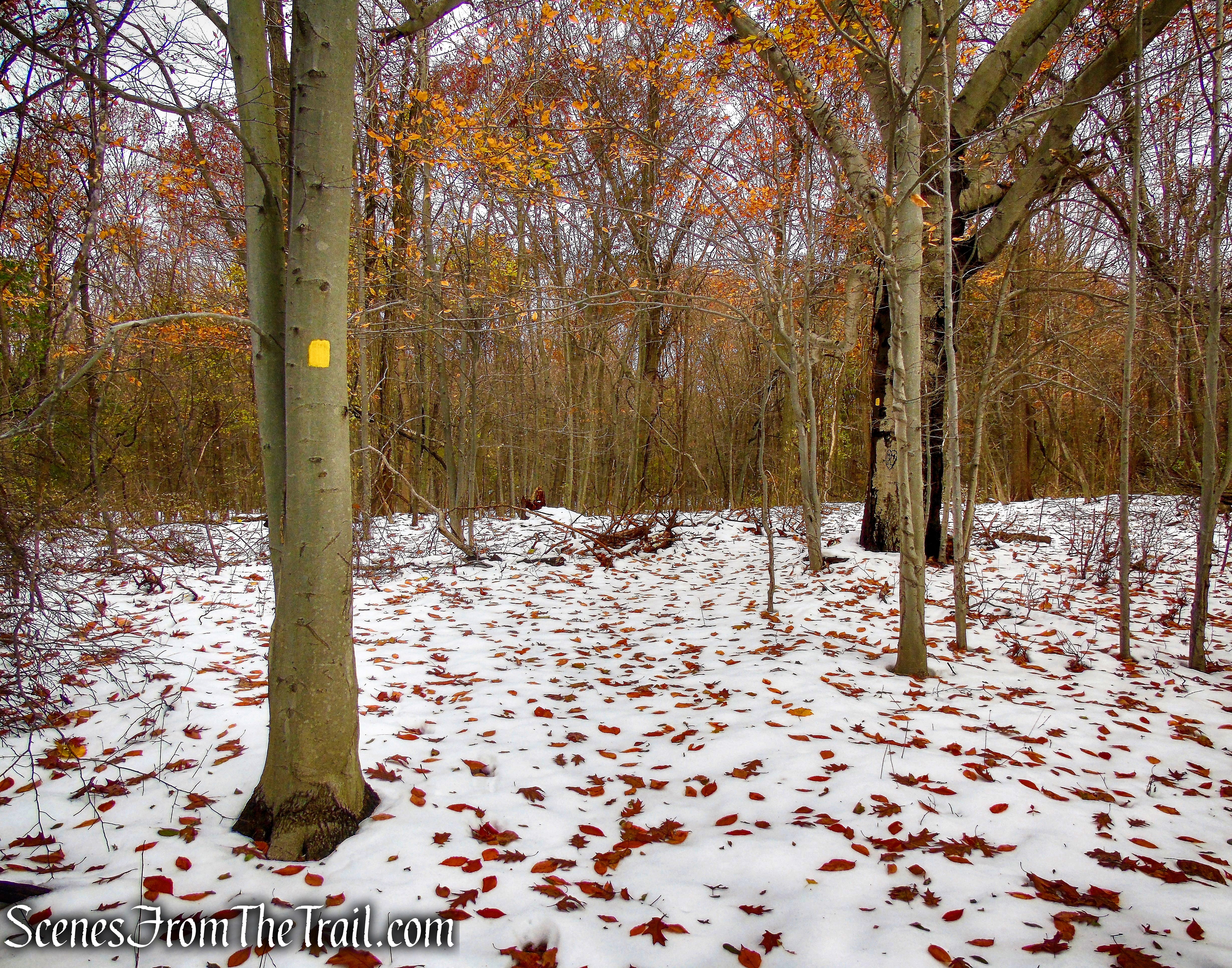 Yellow Trail - McAndrews Estate