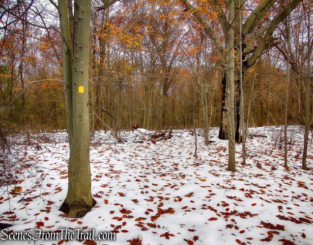 Yellow Trail - McAndrews Estate