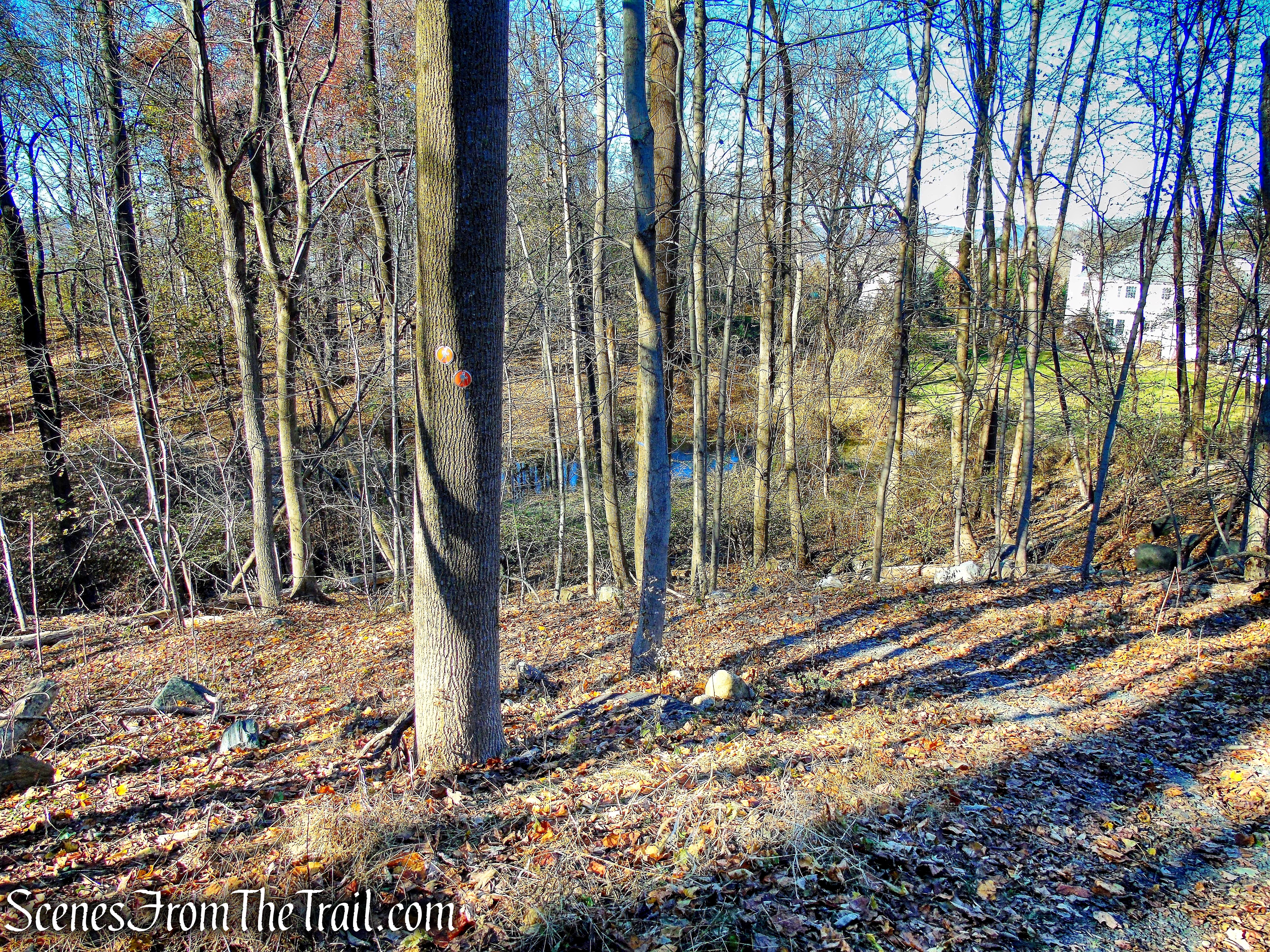 Andre Brook Trail