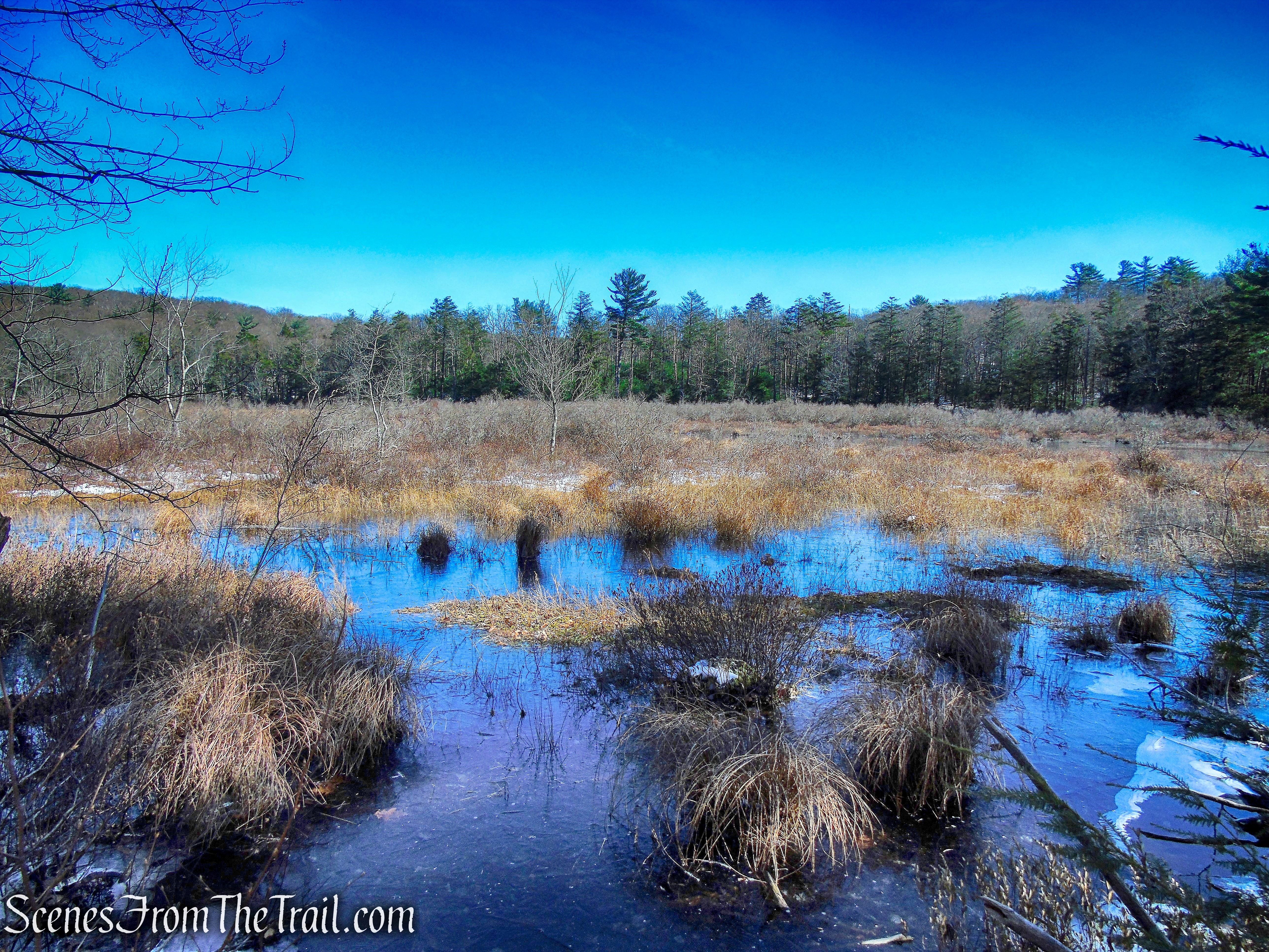 Pine Swamp