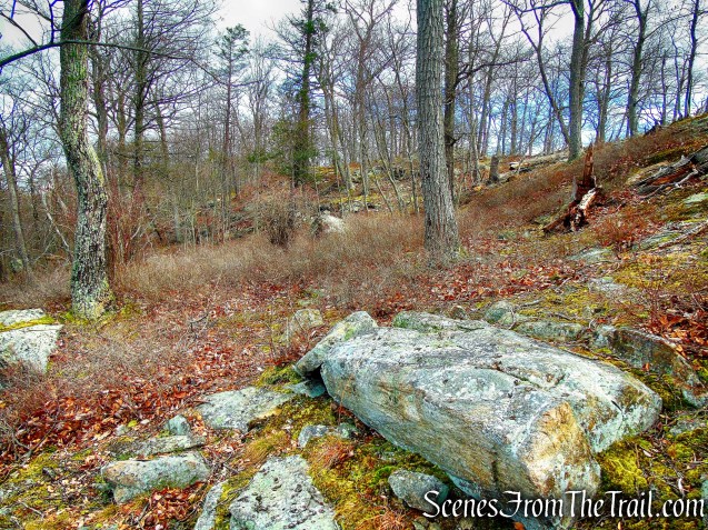 Bushwack on Dater Mountain