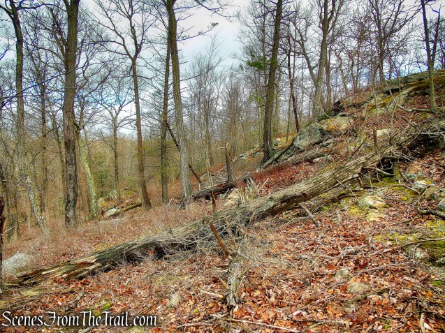 Bushwack on Dater Mountain