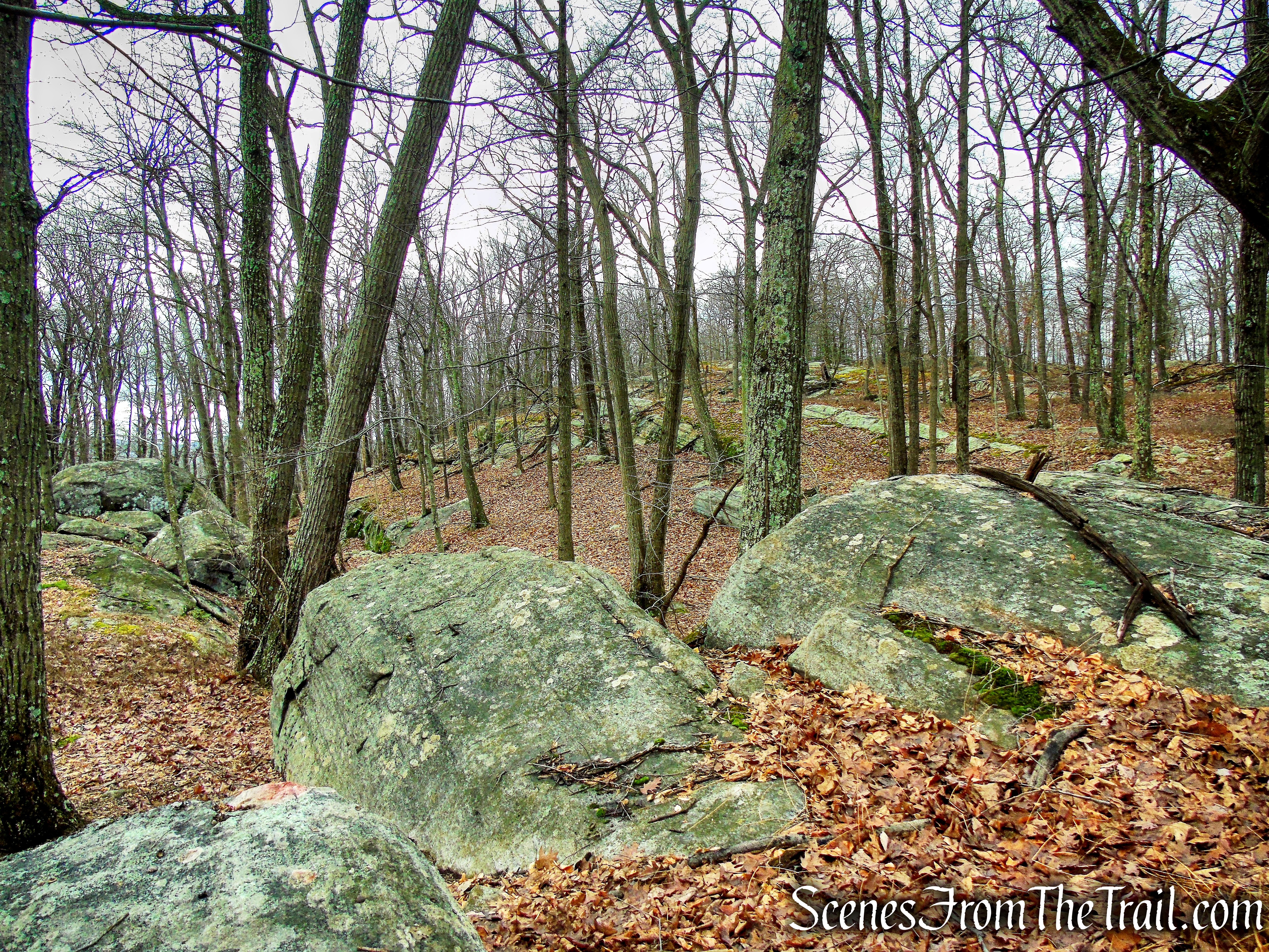 Bushwack on Dater Mountain