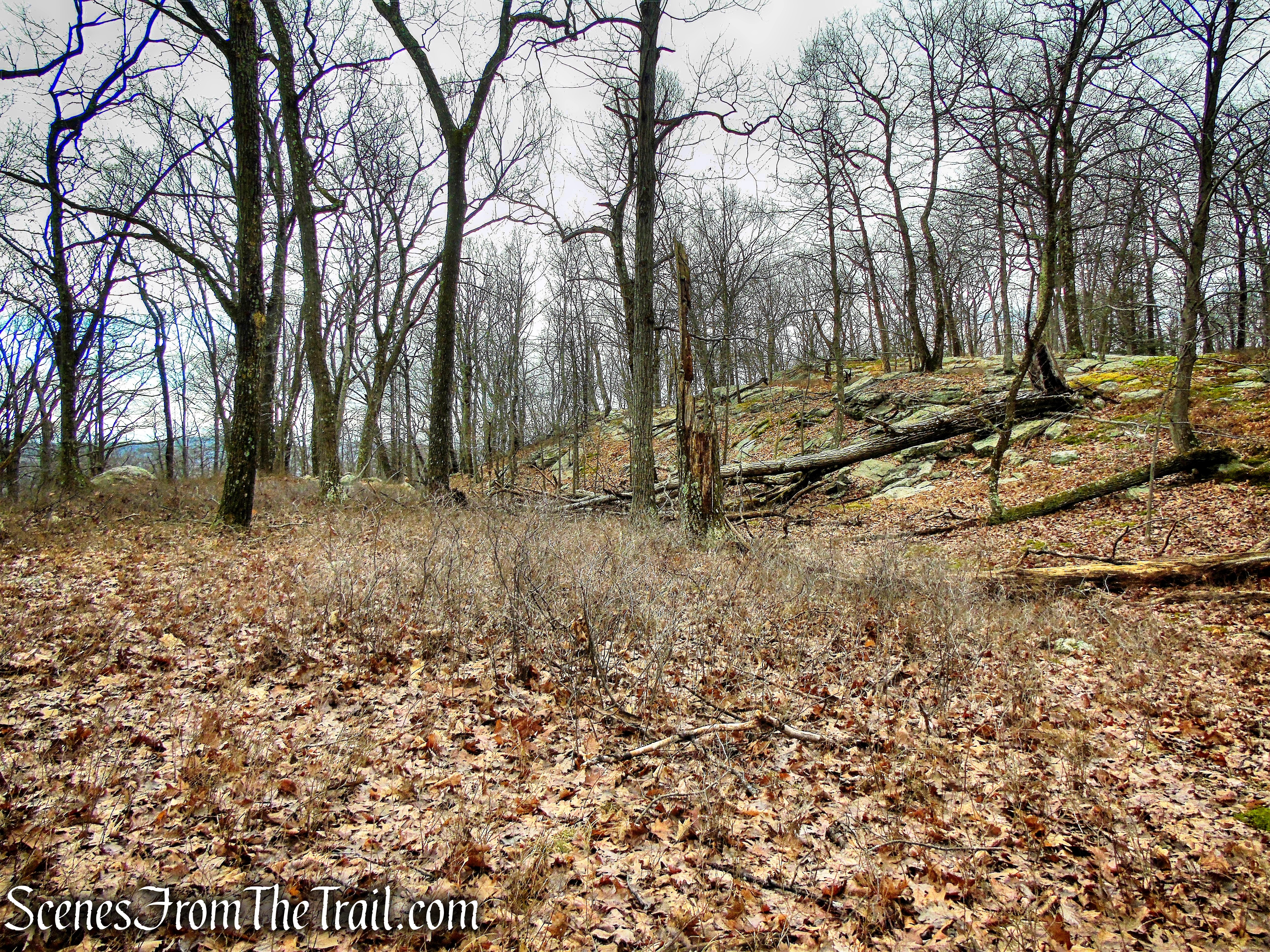 Bushwack on Dater Mountain