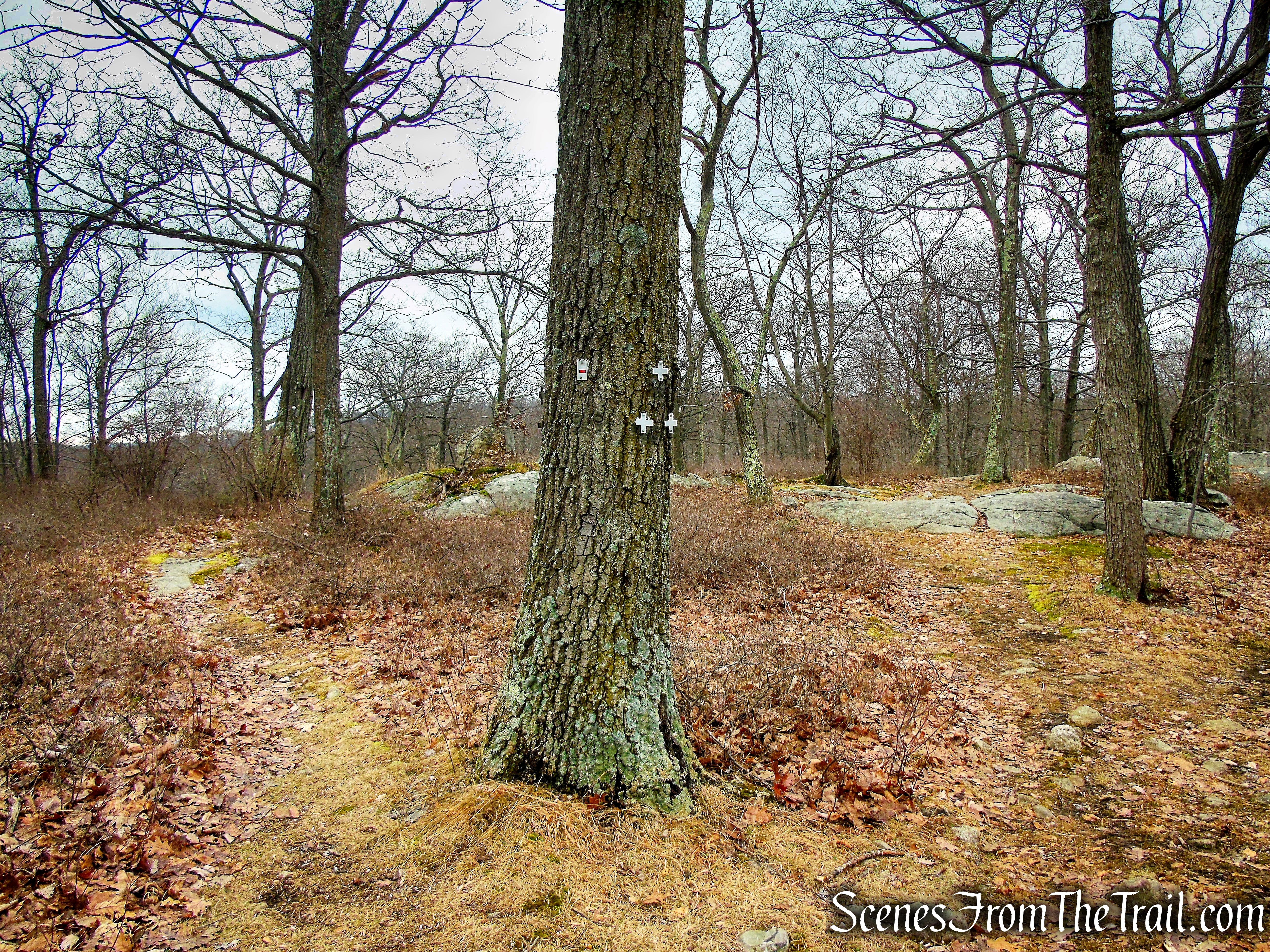 Junction of Tuxedo-Mt. Ivy and White Cross Trails