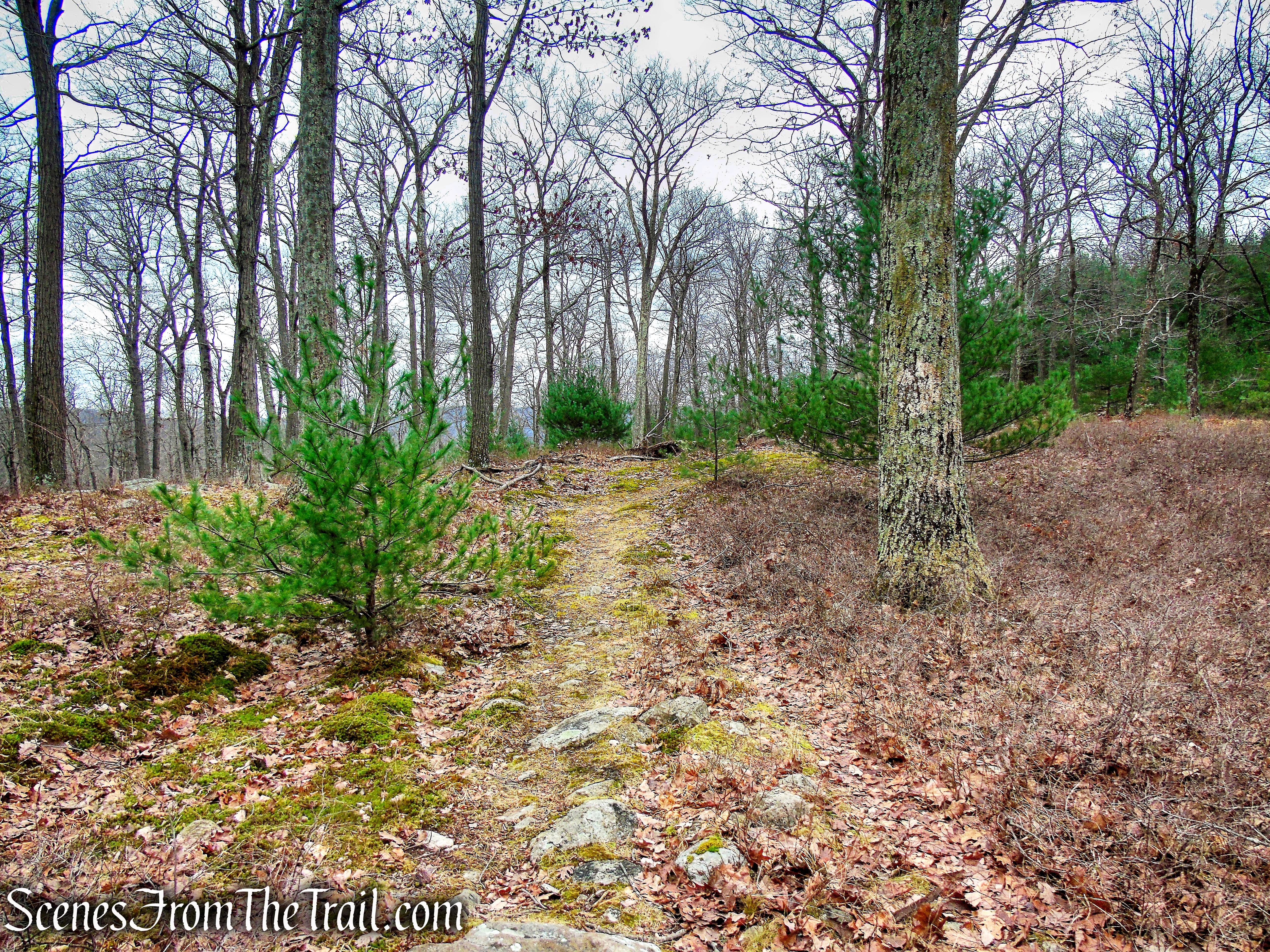 Spring Brook Trail