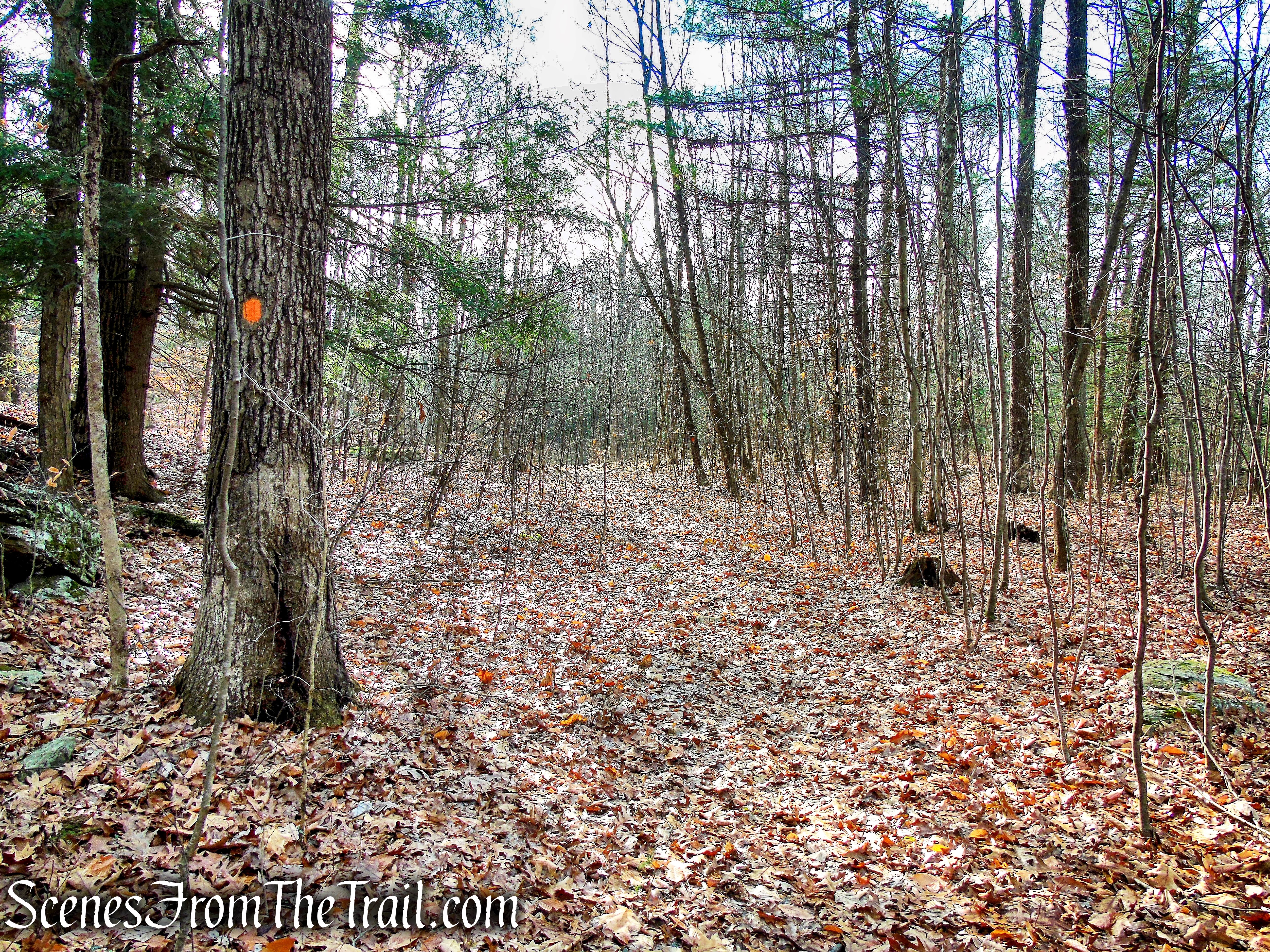 Spicebush Path