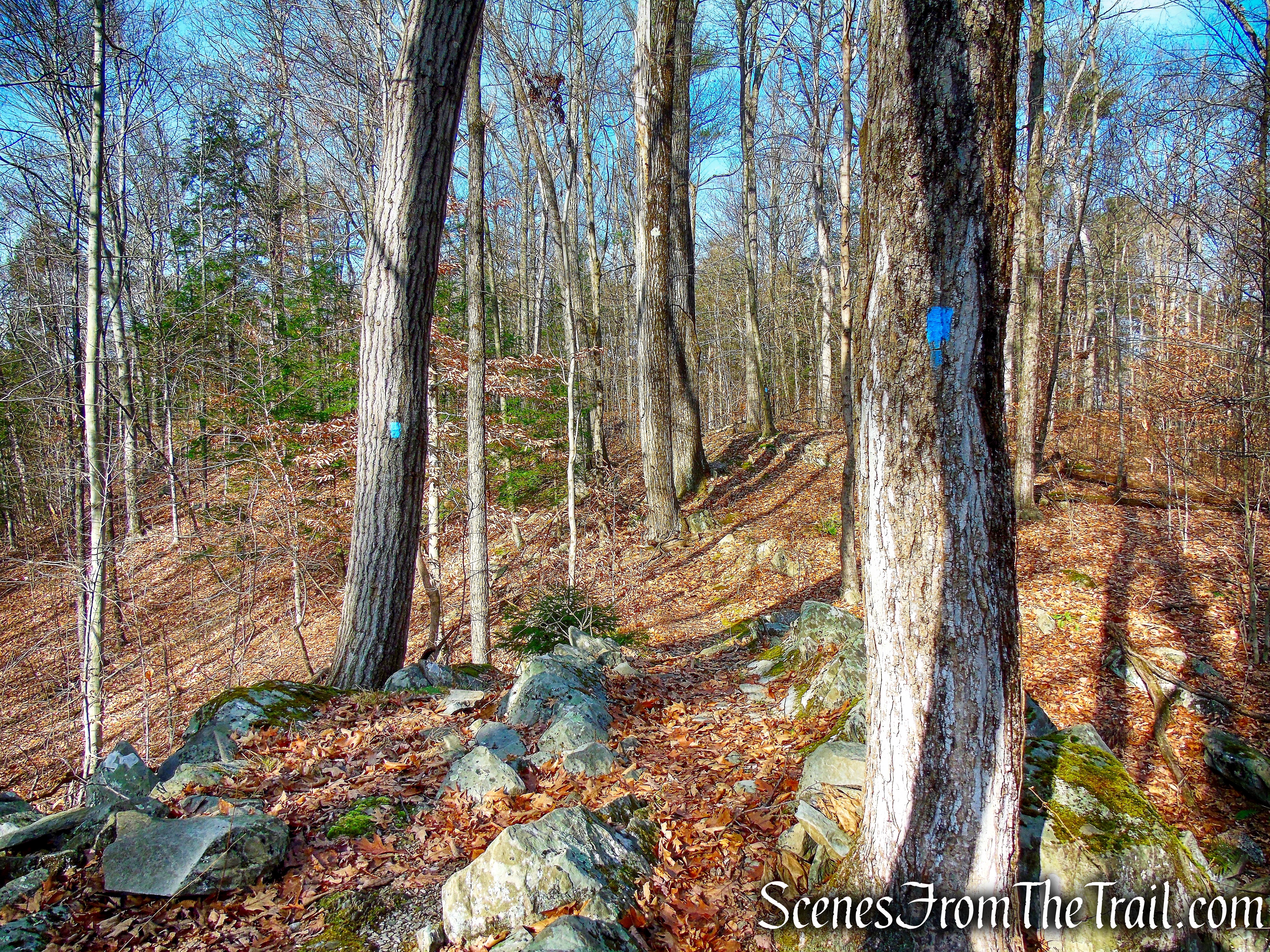 Beech Trail