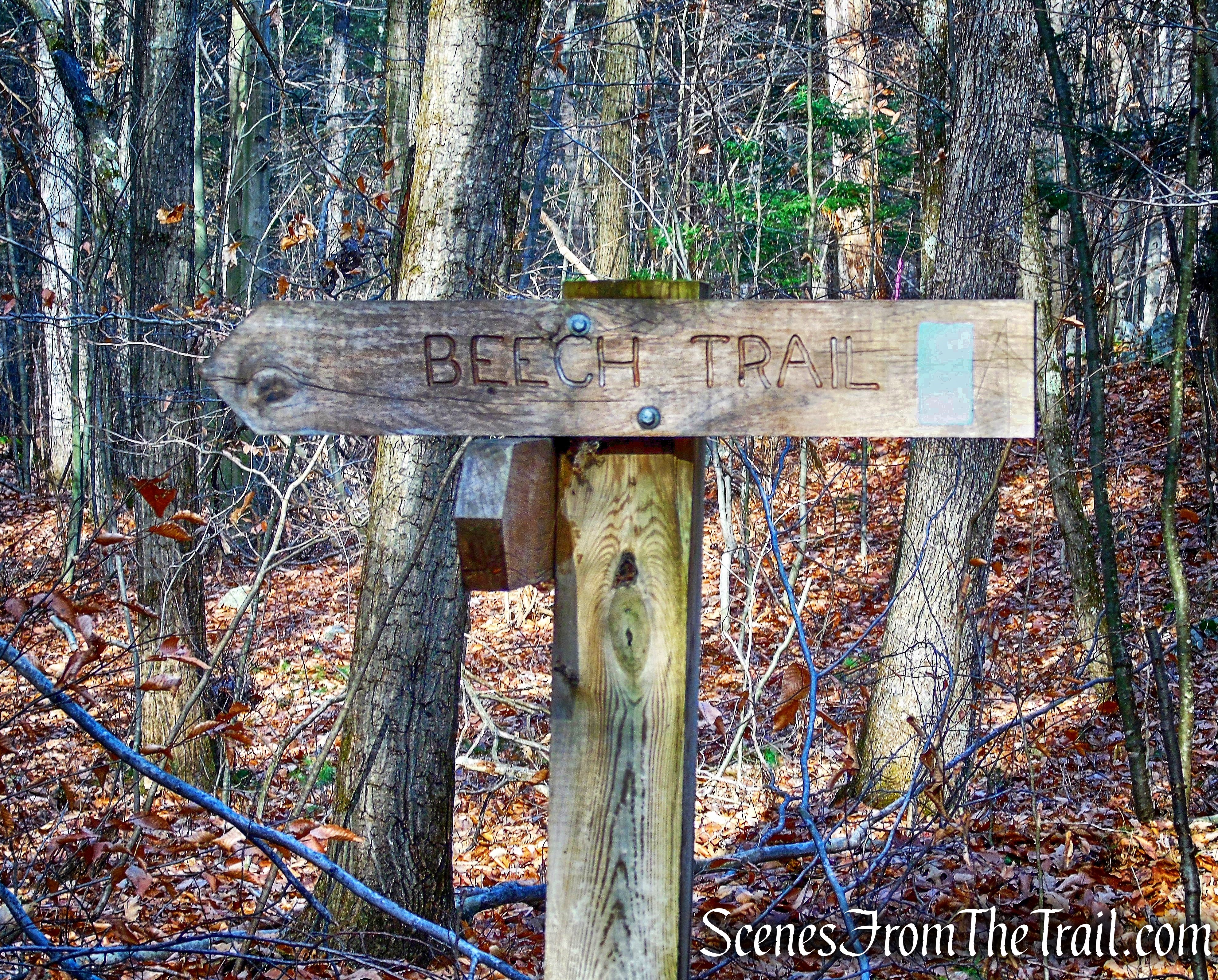 Beech Trail