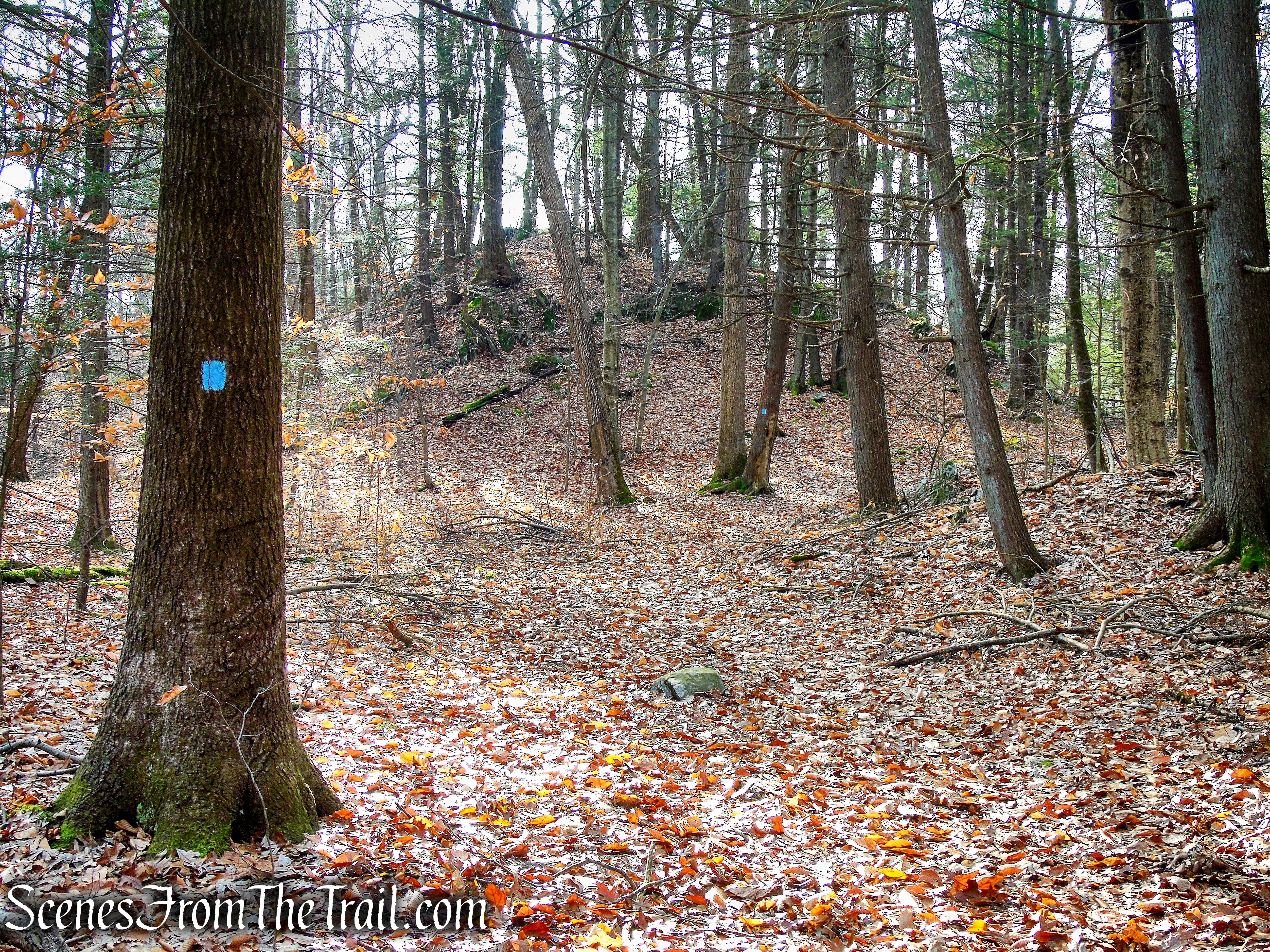 Beech Trail