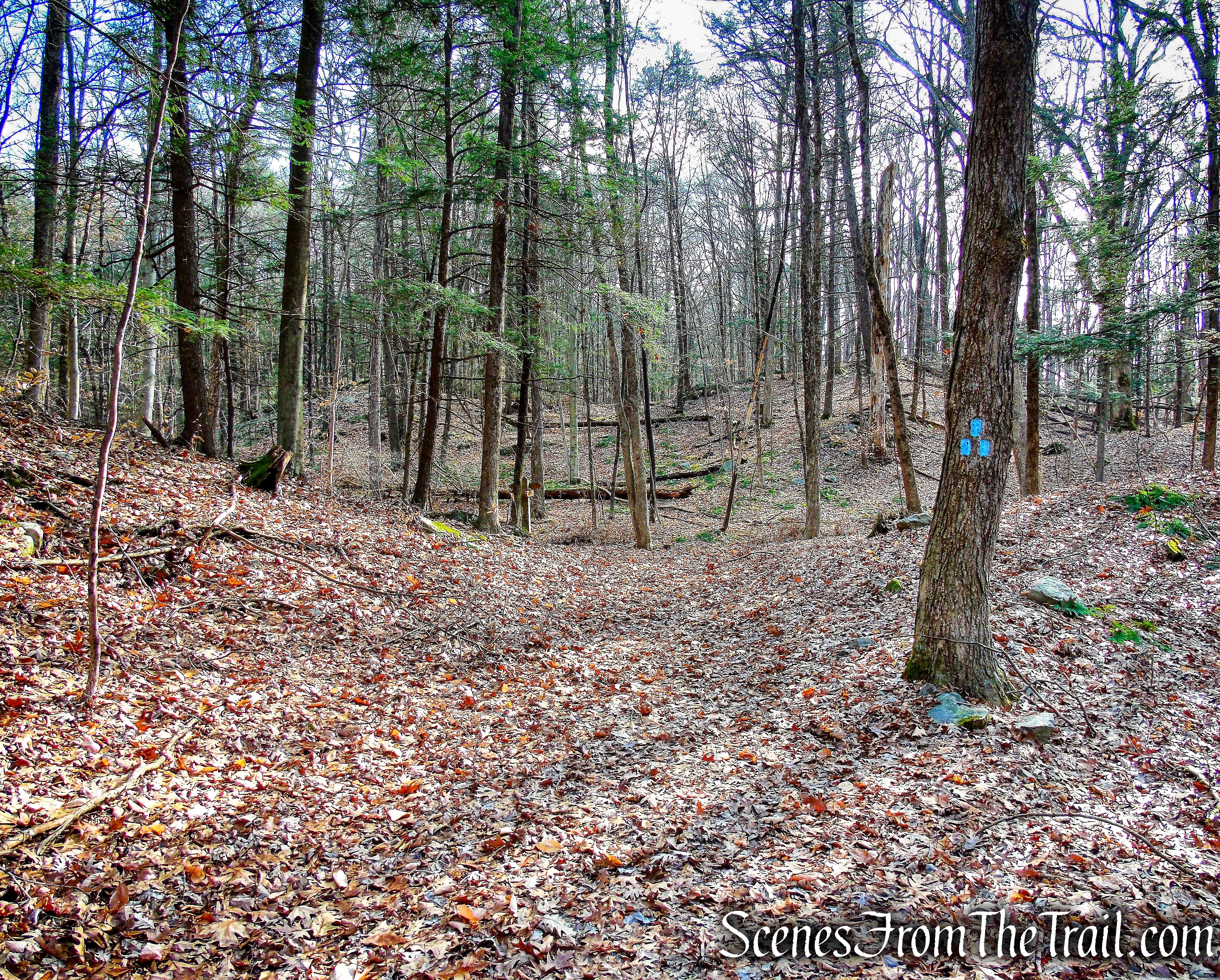terminus of Beech Trail