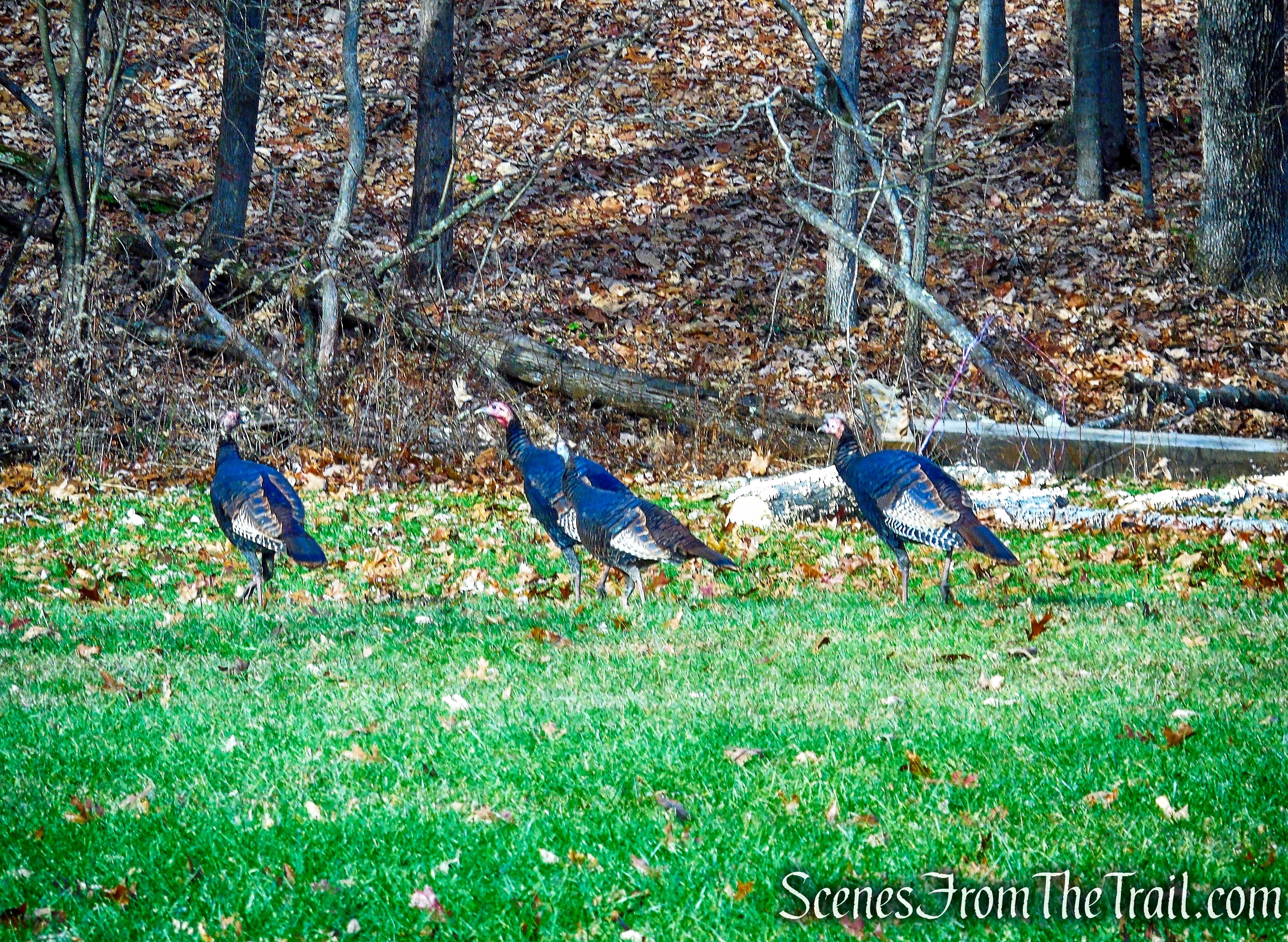 turkeys - Hackett Hill Park
