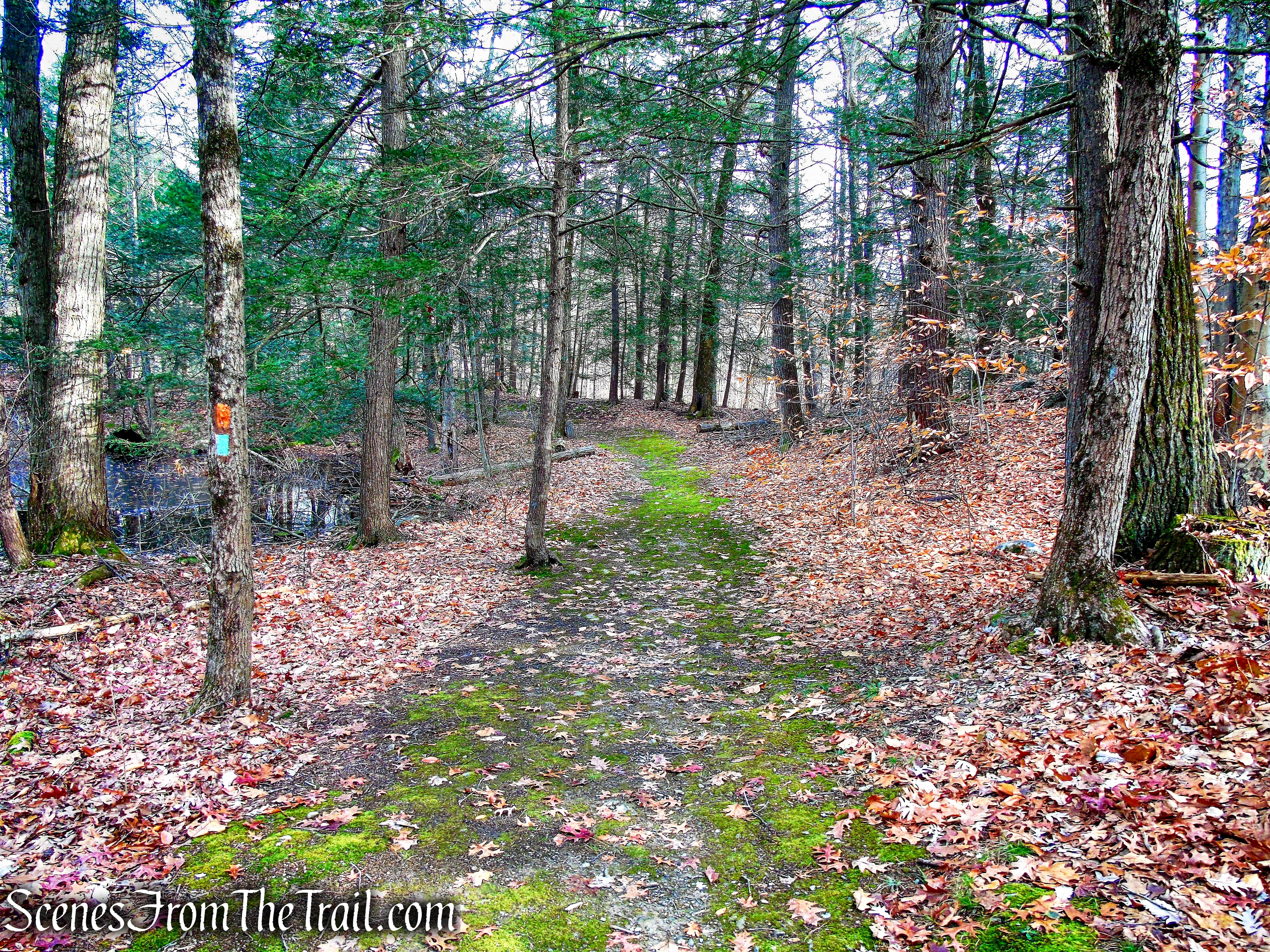 Gorilla Rock Trail