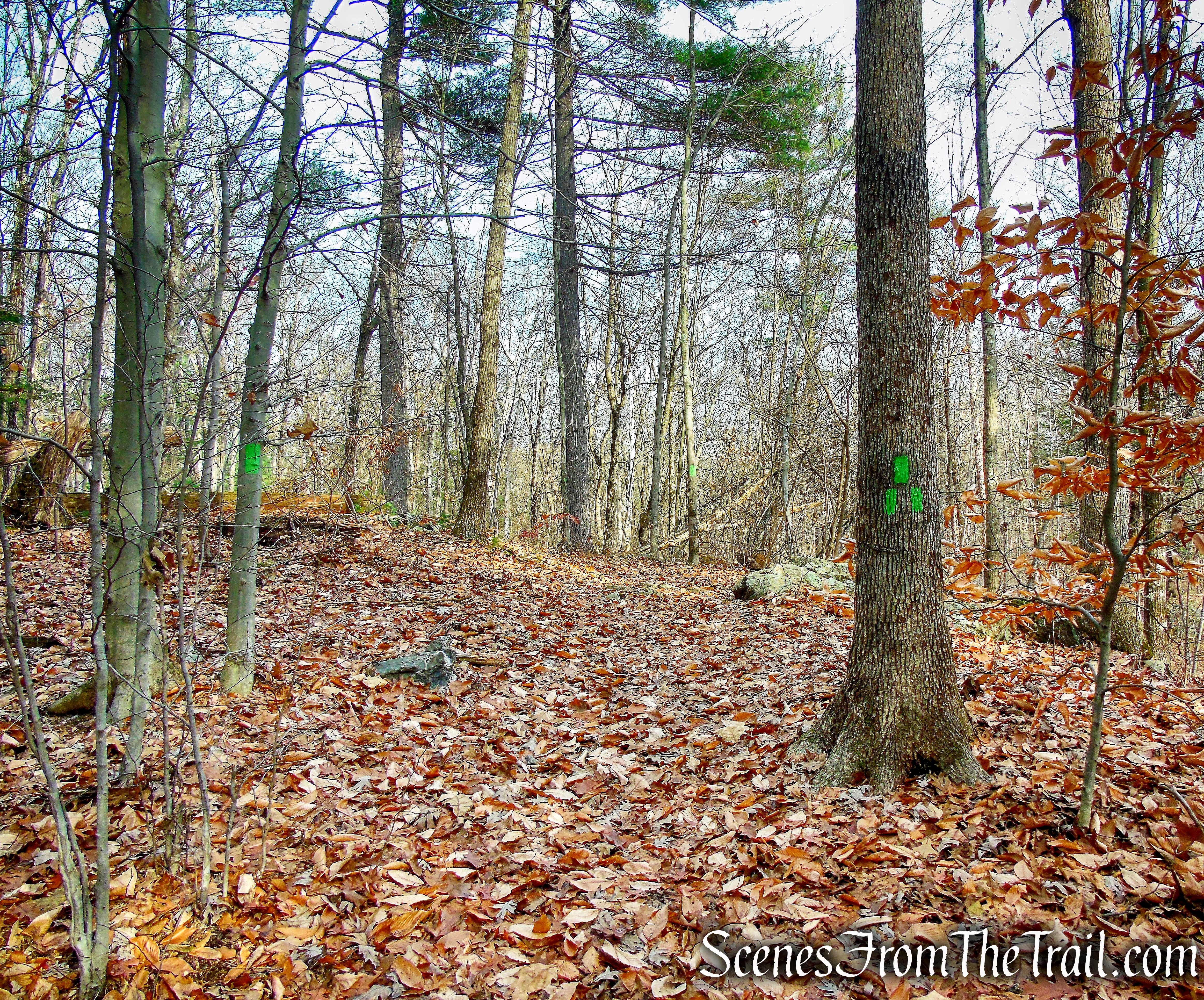 Woodland Trail