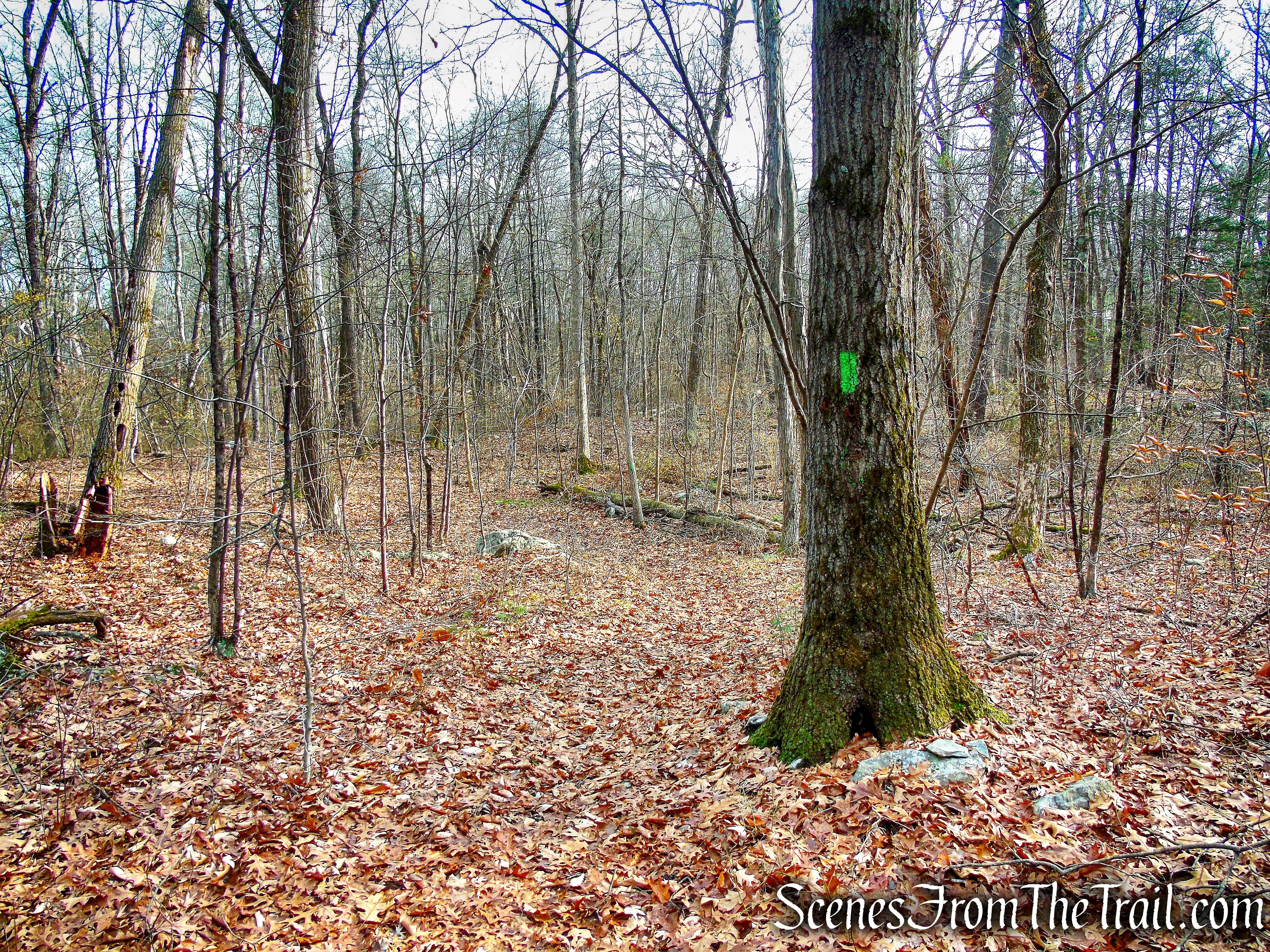 Woodland Trail