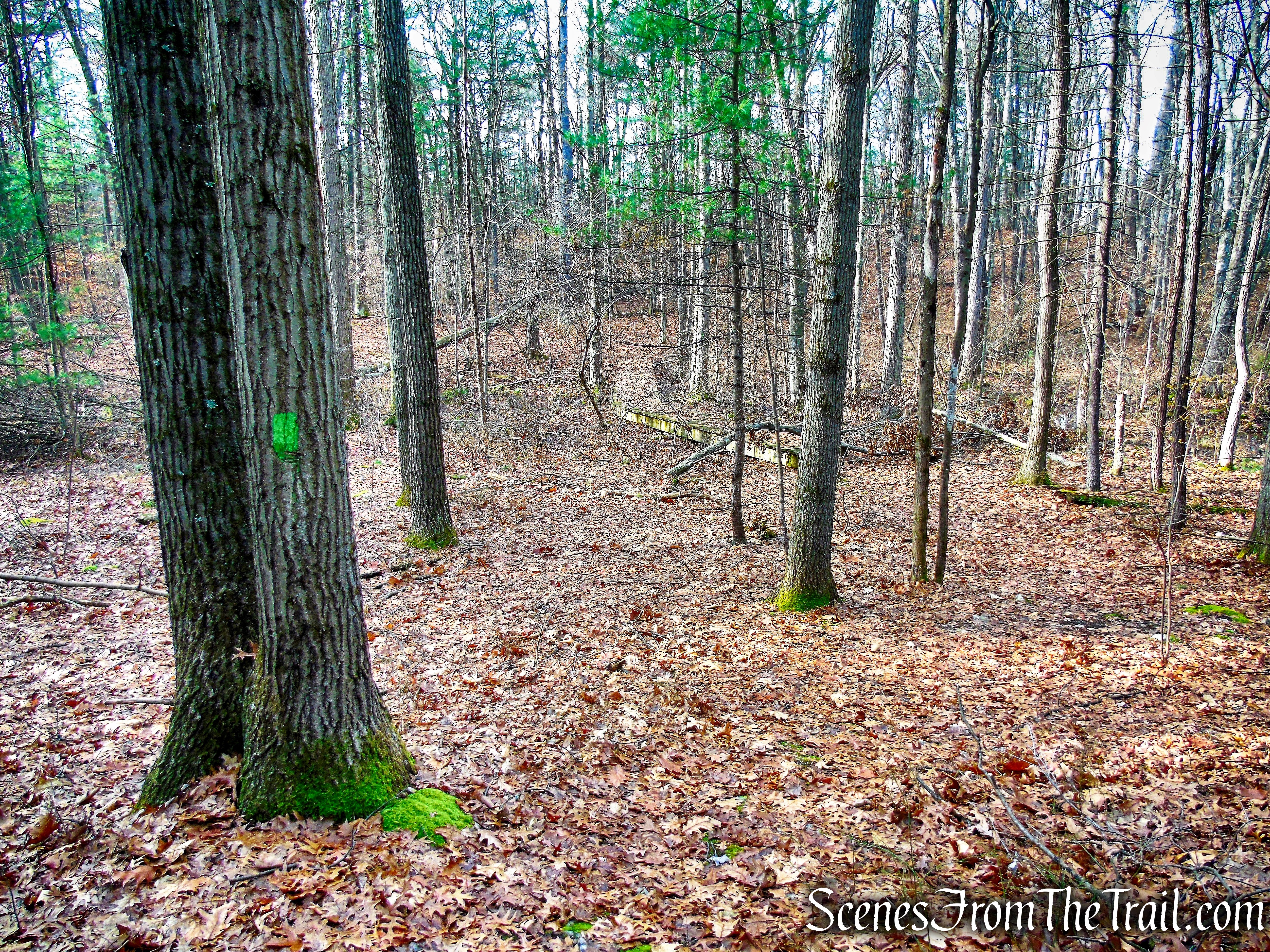 Woodland Trail