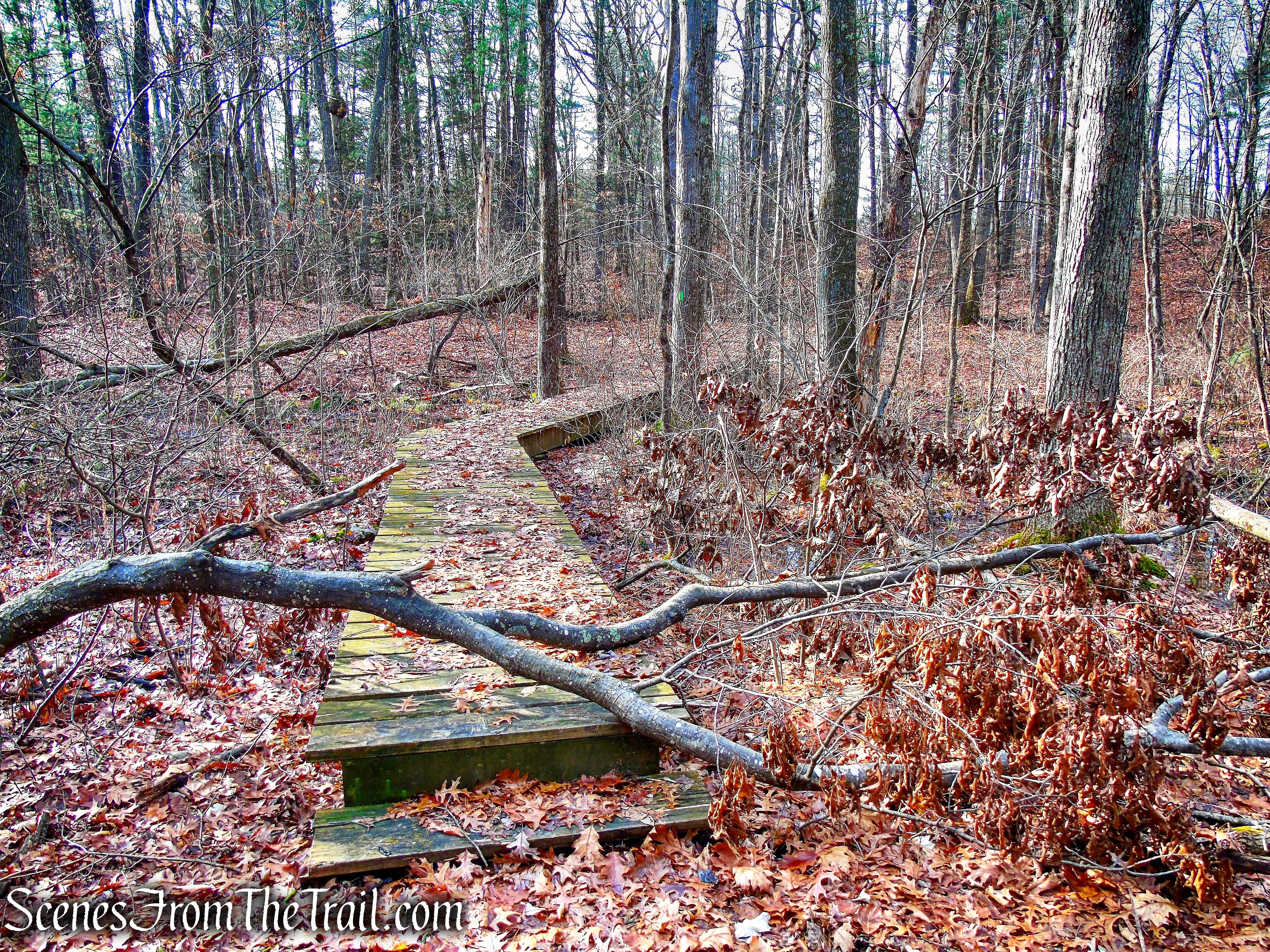 Woodland Trail
