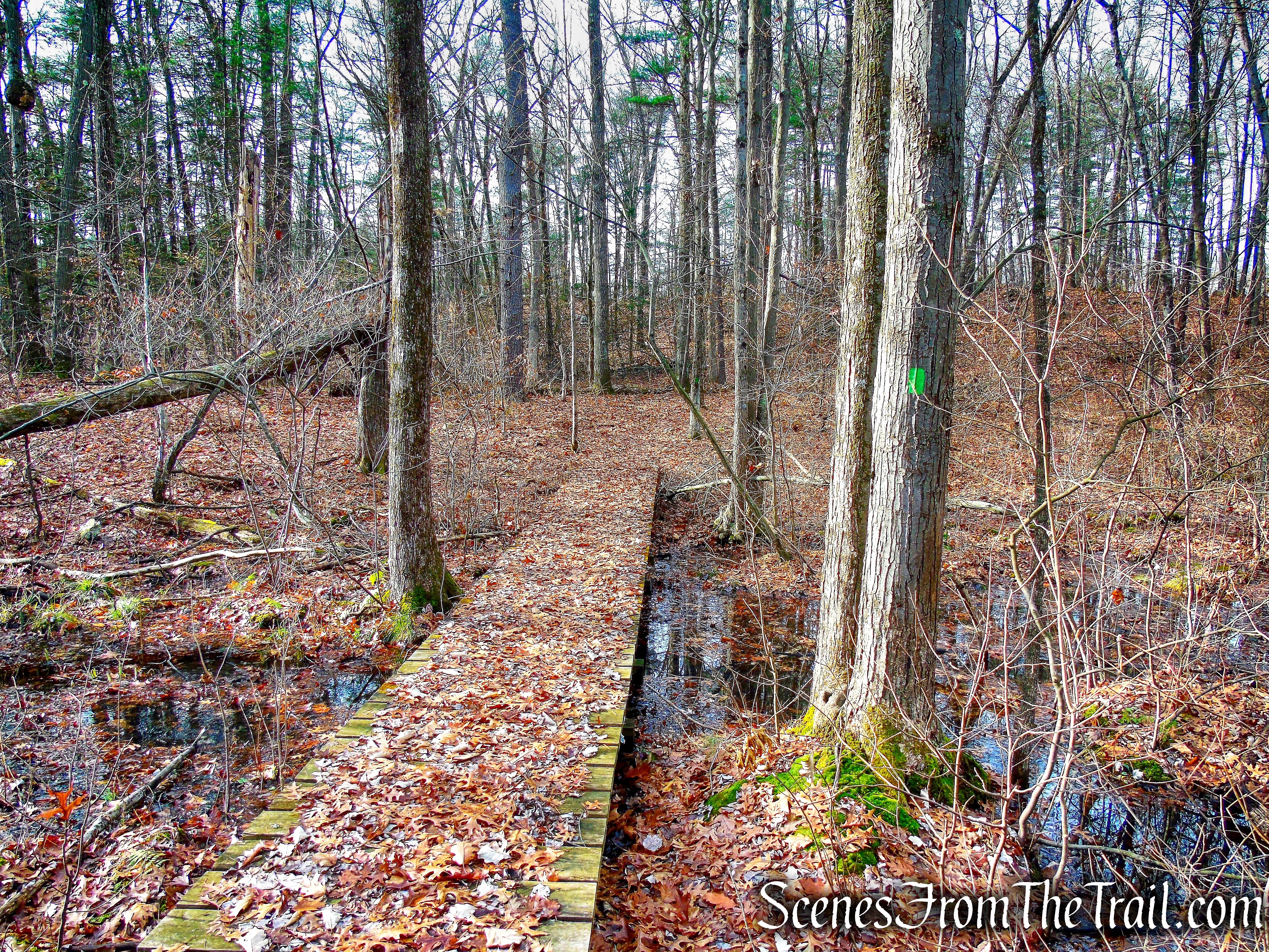 Woodland Trail