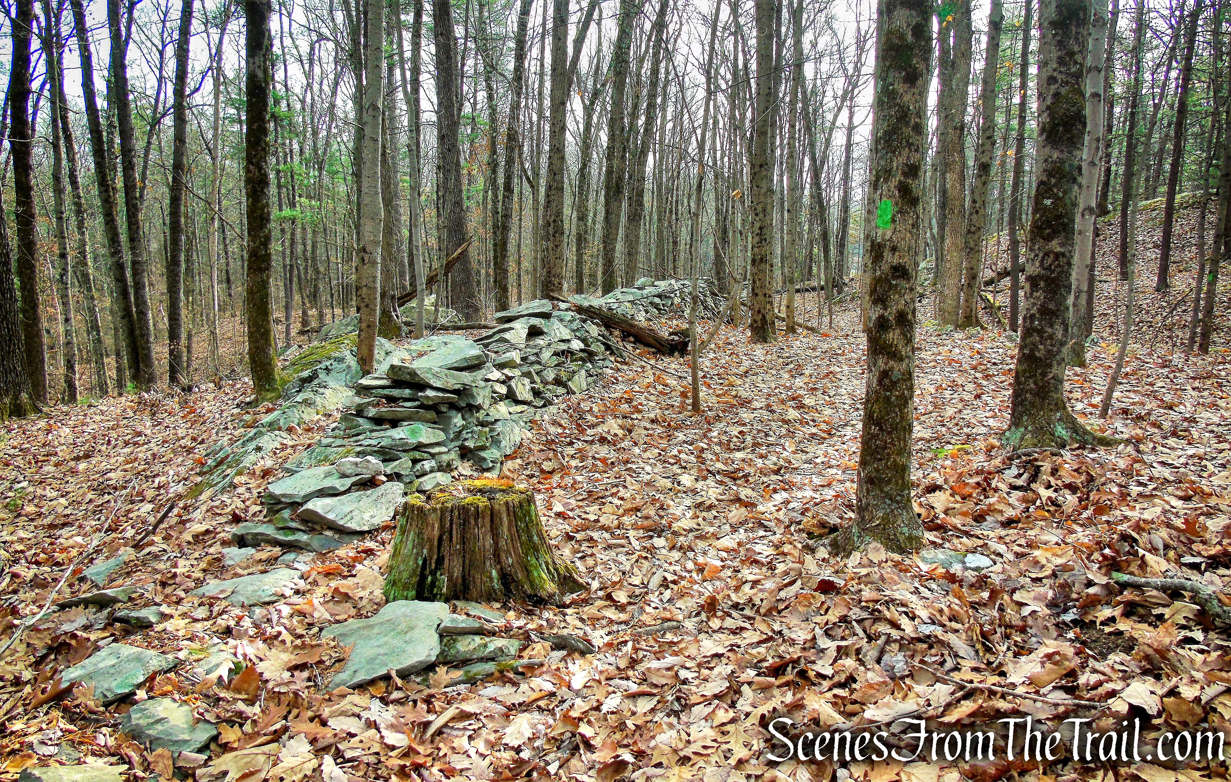 Woodland Trail