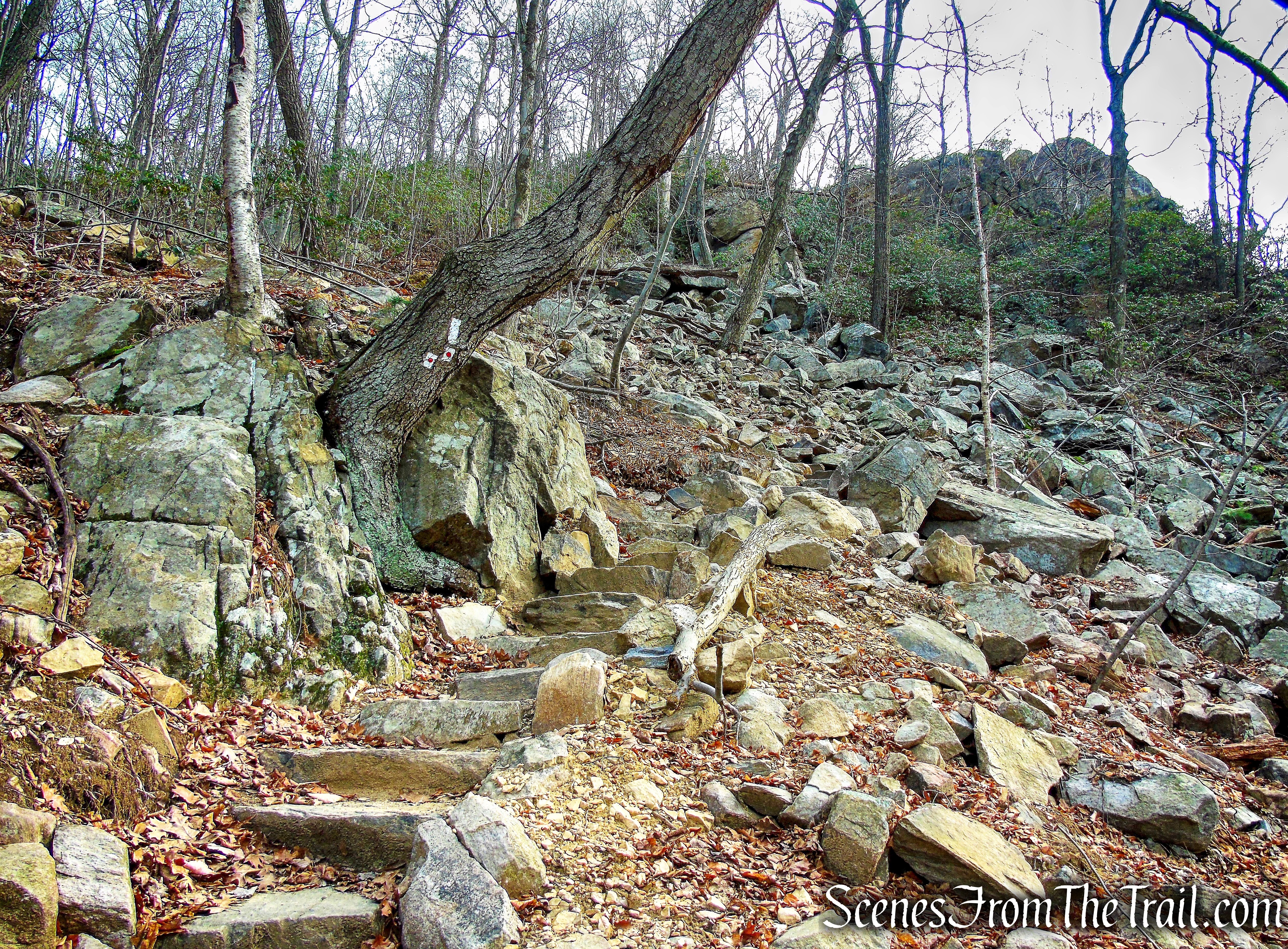 joint AT/R-D Trail - Black Mountain