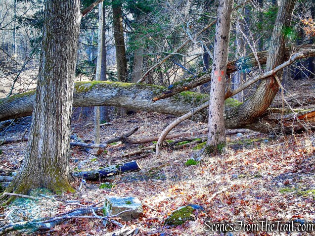 terminus of Orange Trail