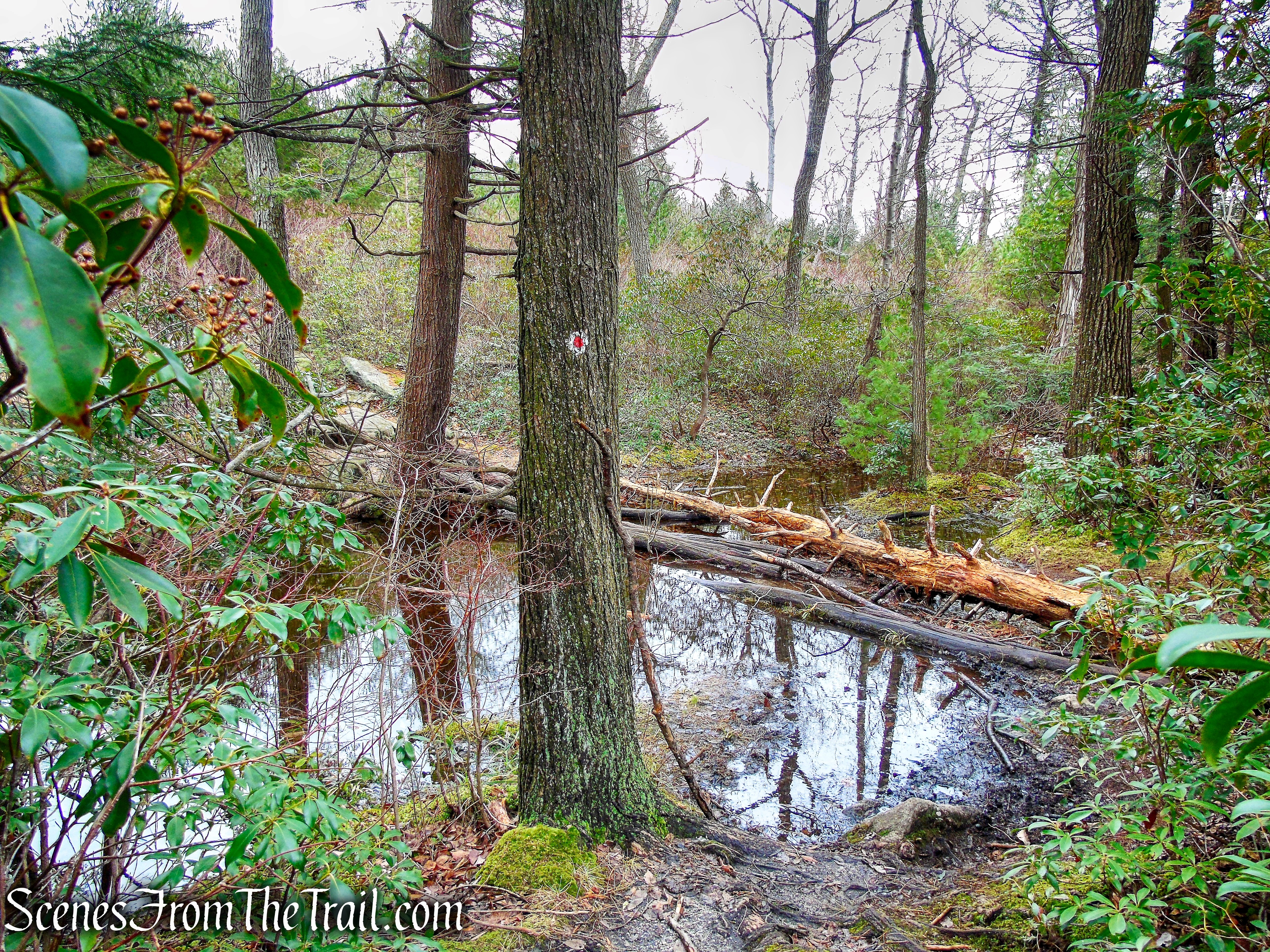 Ramapo Dunderberg Trail