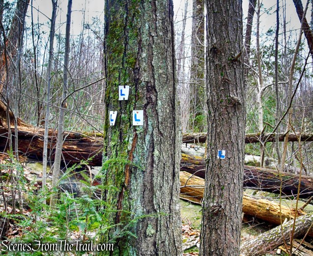 terminus of Lichen Trail