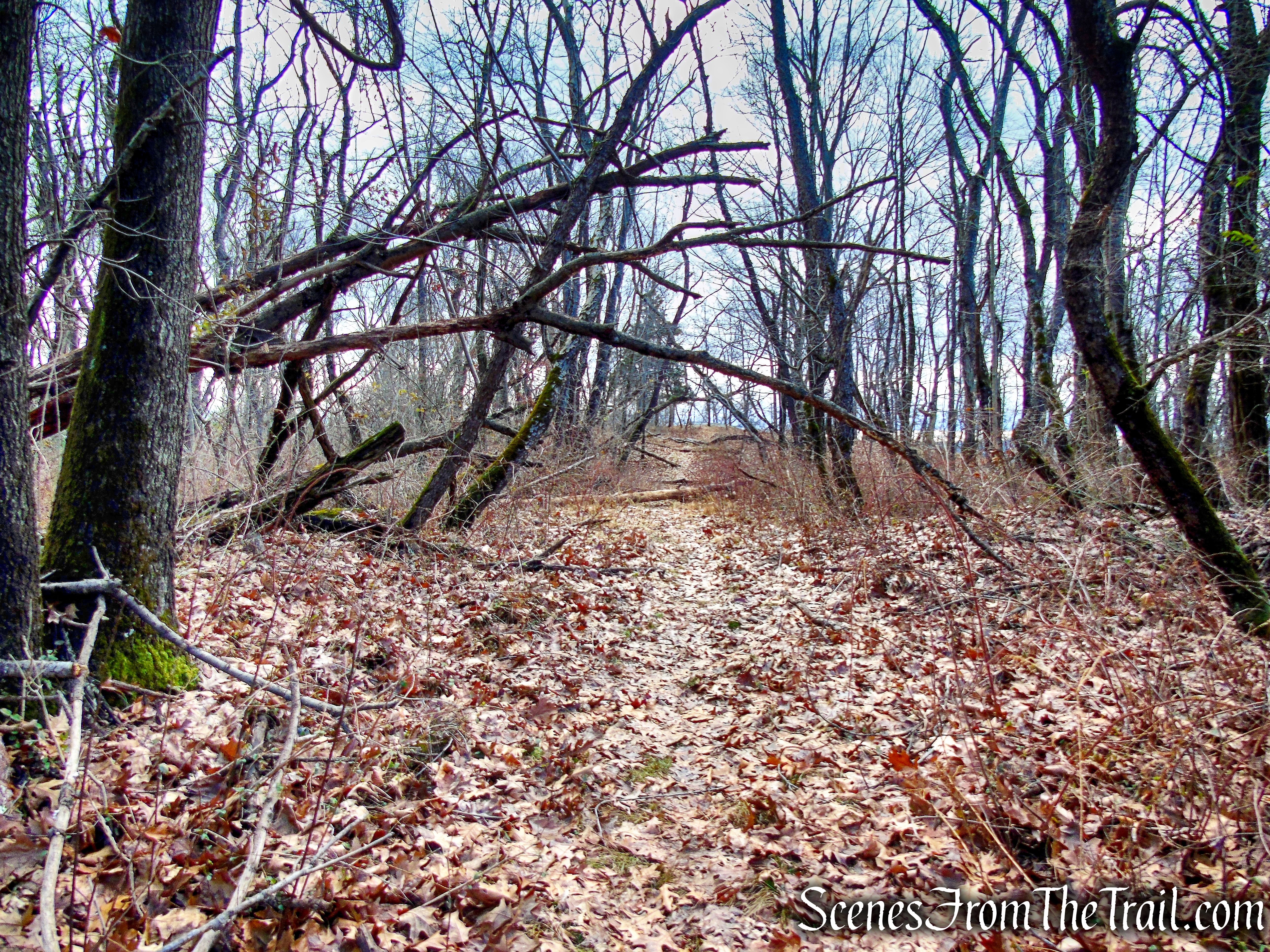 Unmarked Side Trail off of Trail 1 - George's Island Park