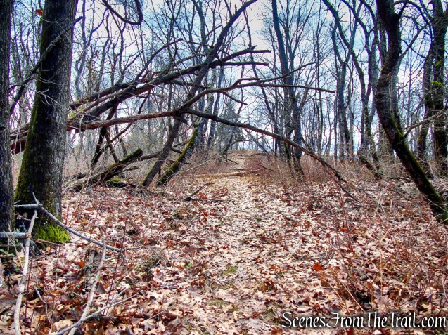Unmarked Side Trail off of Trail 1 - George's Island Park
