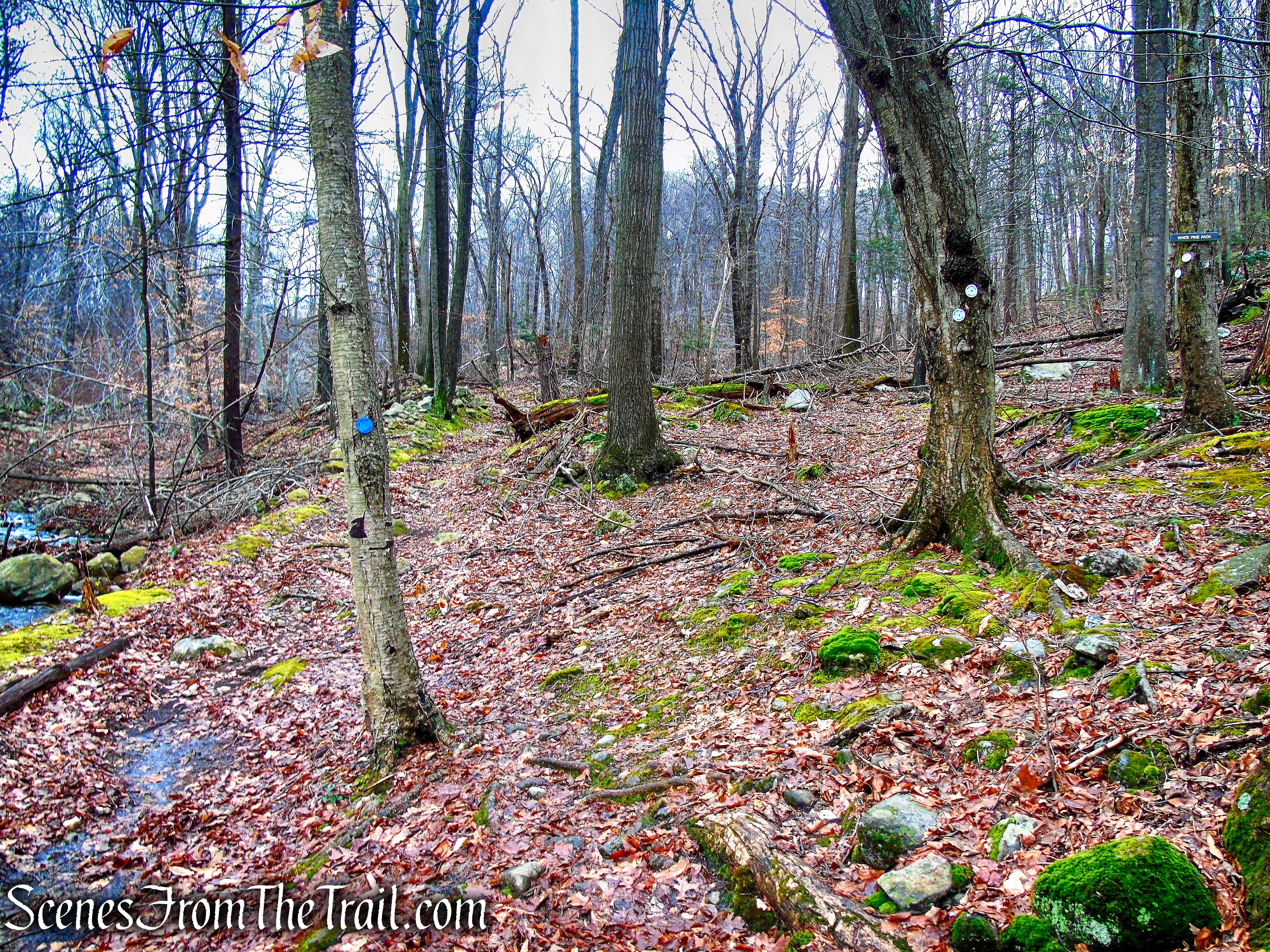 white-blazed White Pine Trail Loop goes off to the right