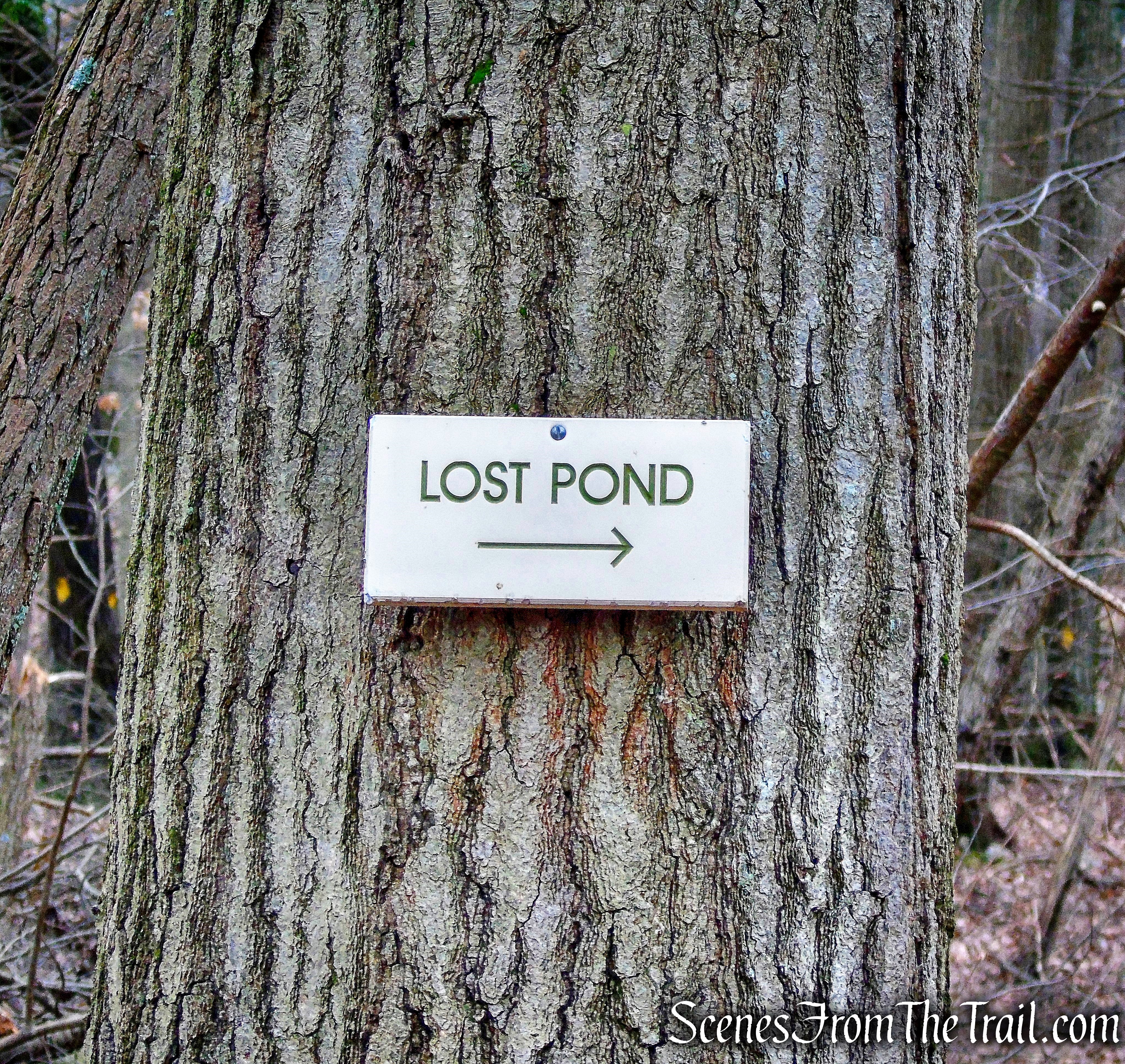 Lost Pond Trail Loop