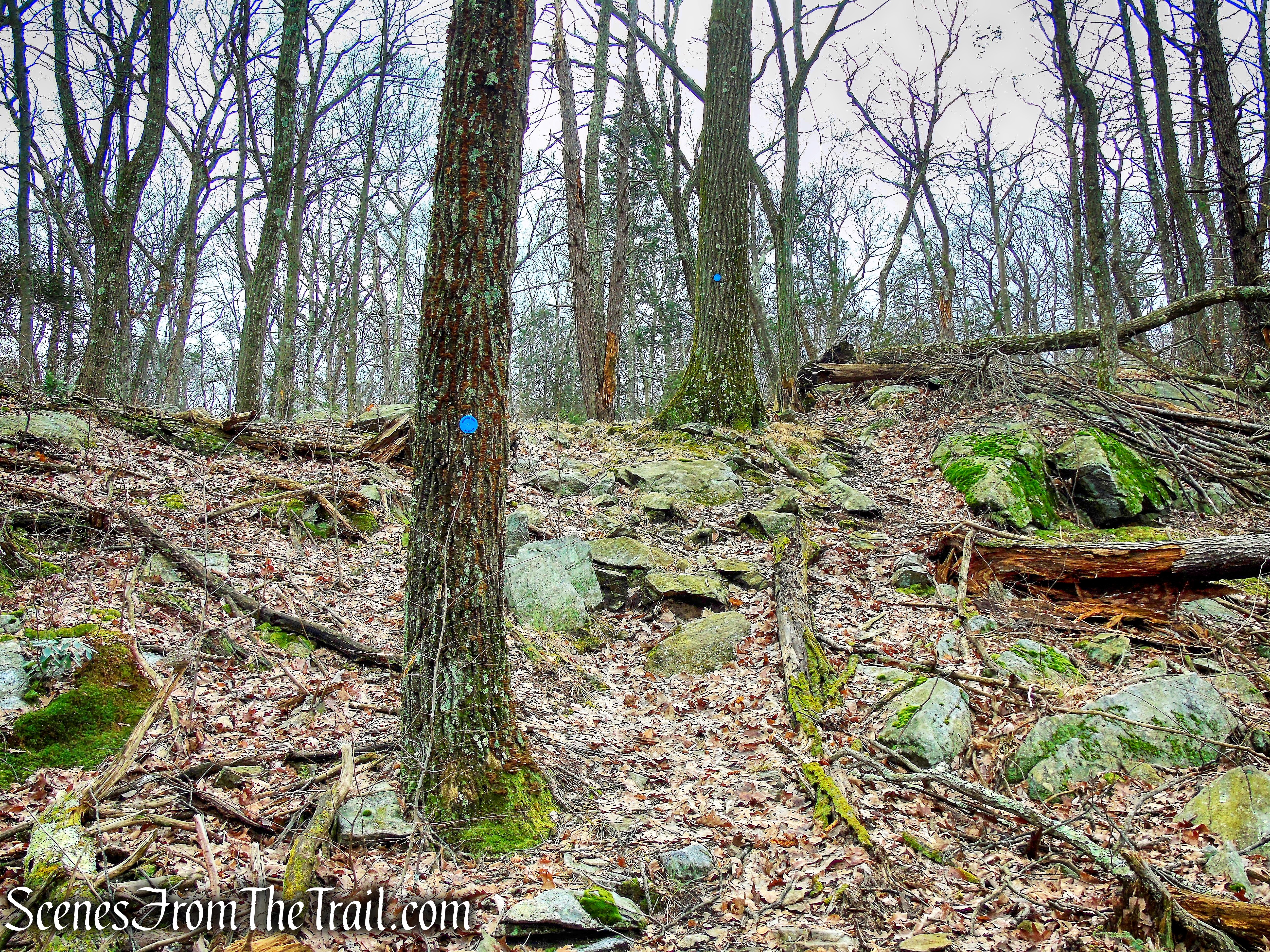 Lost Pond Trail Loop