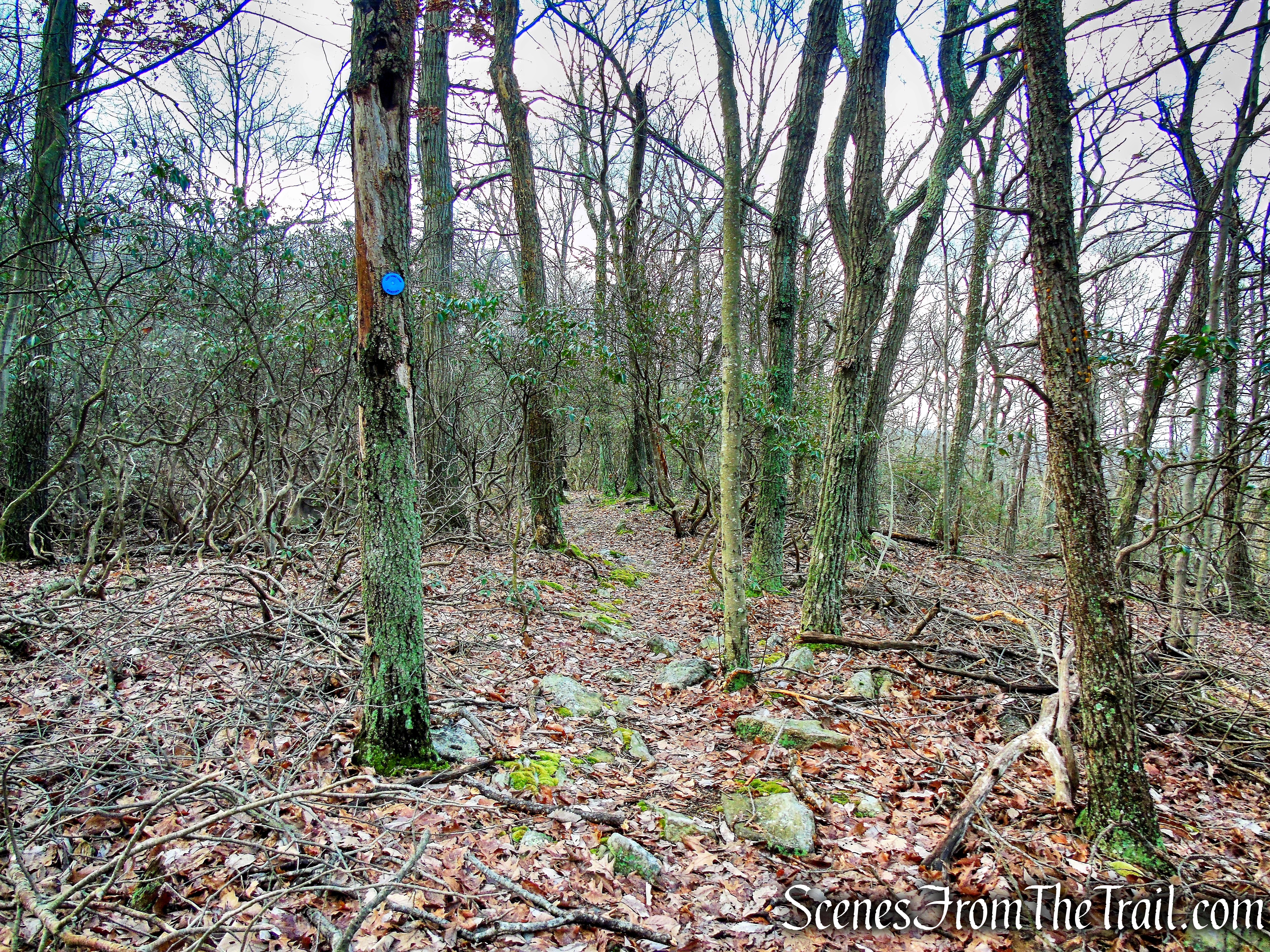 Lost Pond Trail Loop