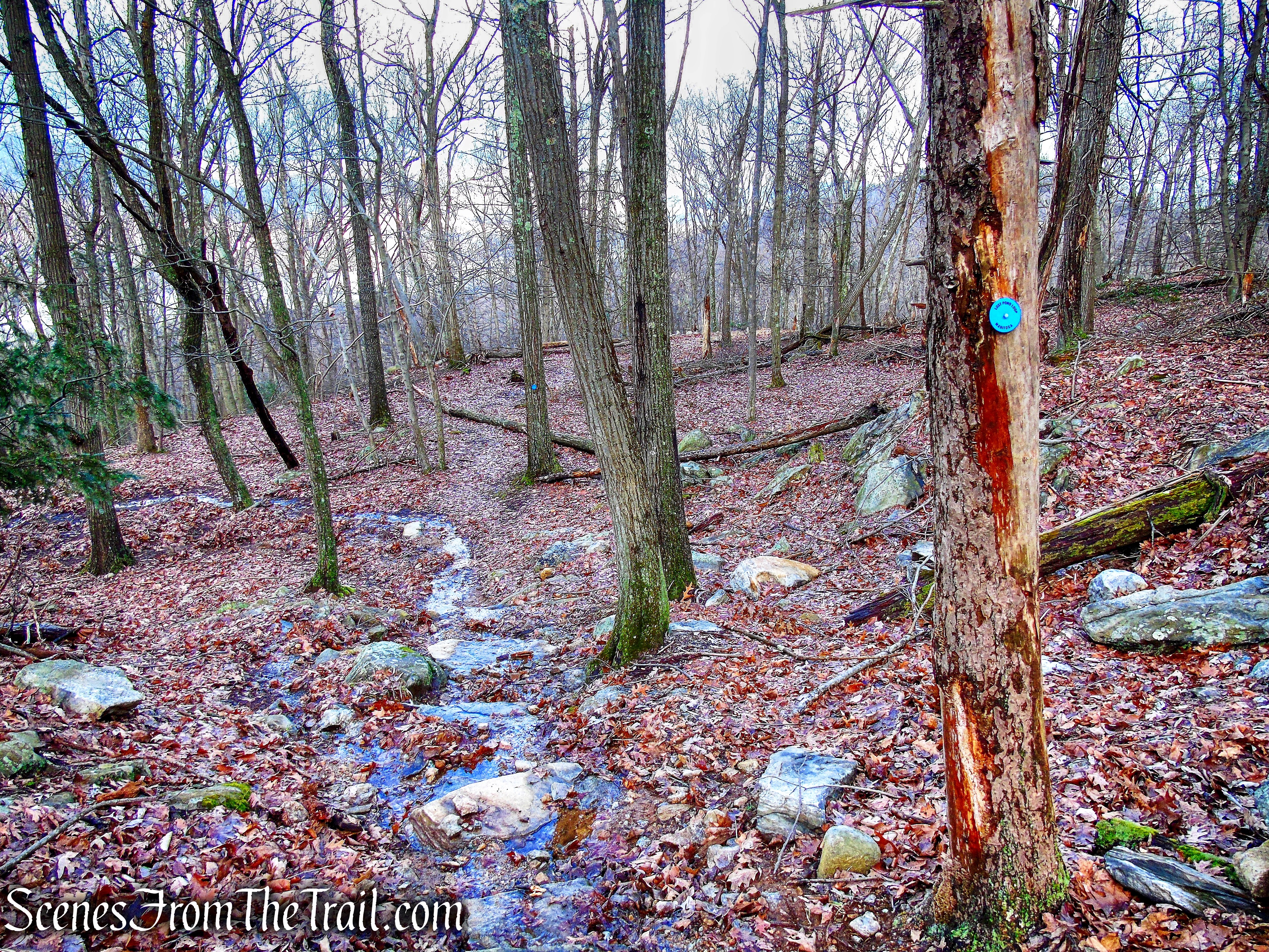 Lost Pond Trail Loop