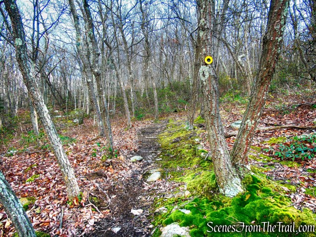 retrace your steps on yellow-blazed trail