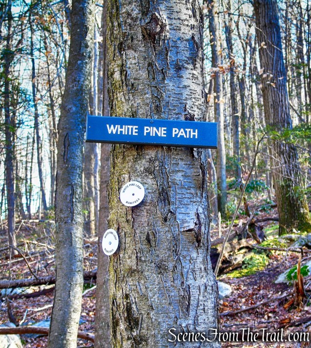 White Pine Trail