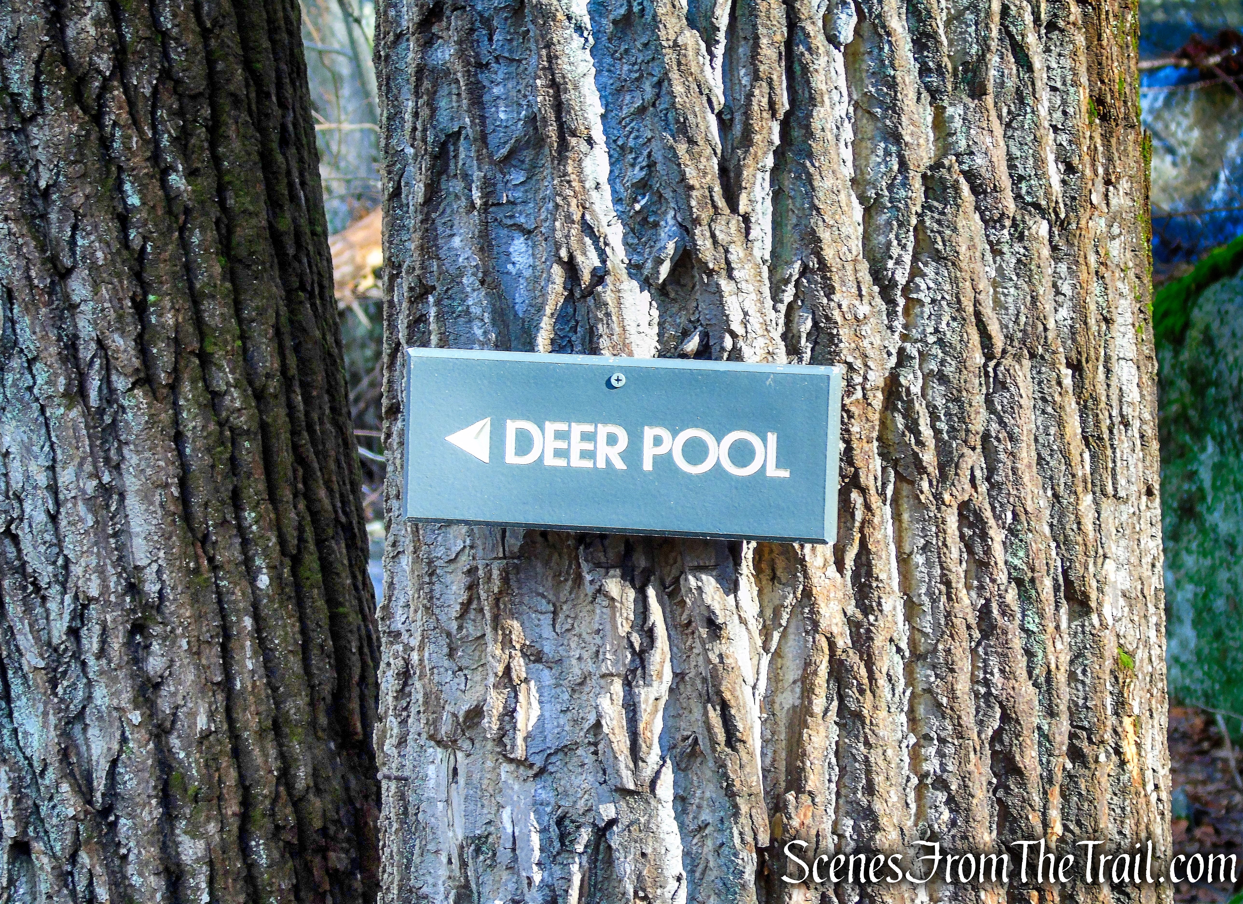 Deer Pool - White Pine Trail