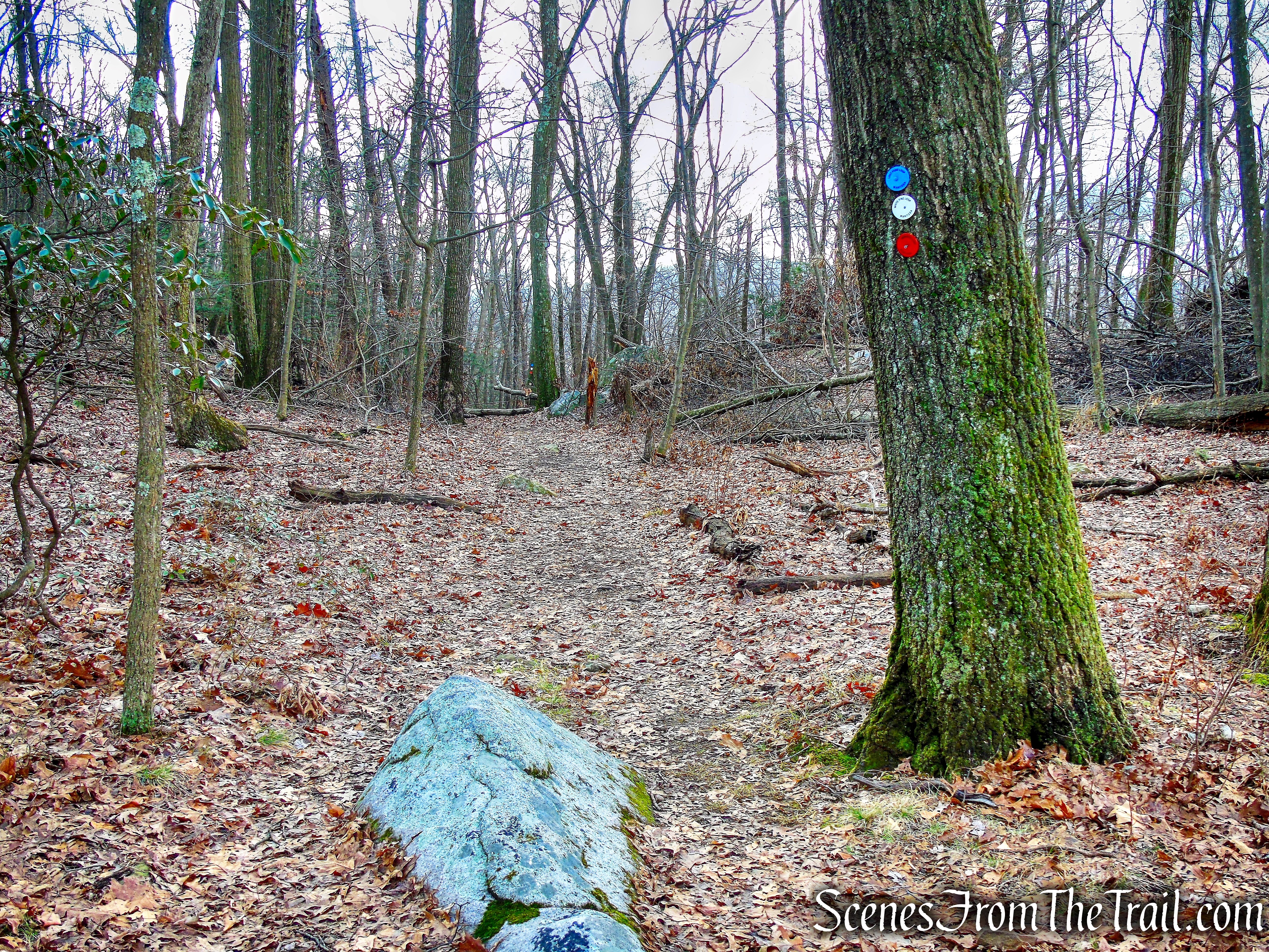 Upper Laurel Field Trail
