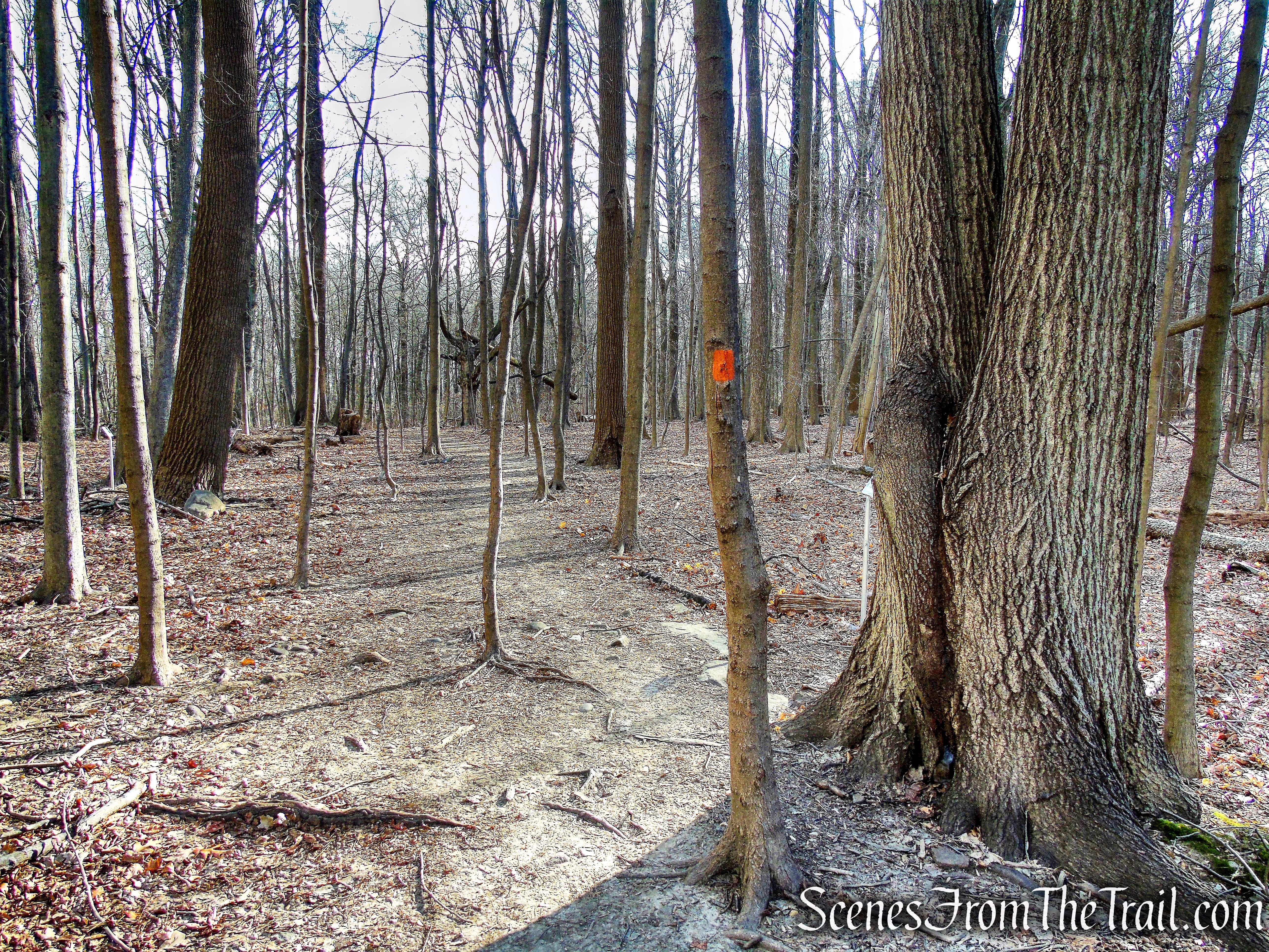 Interpretive Trail