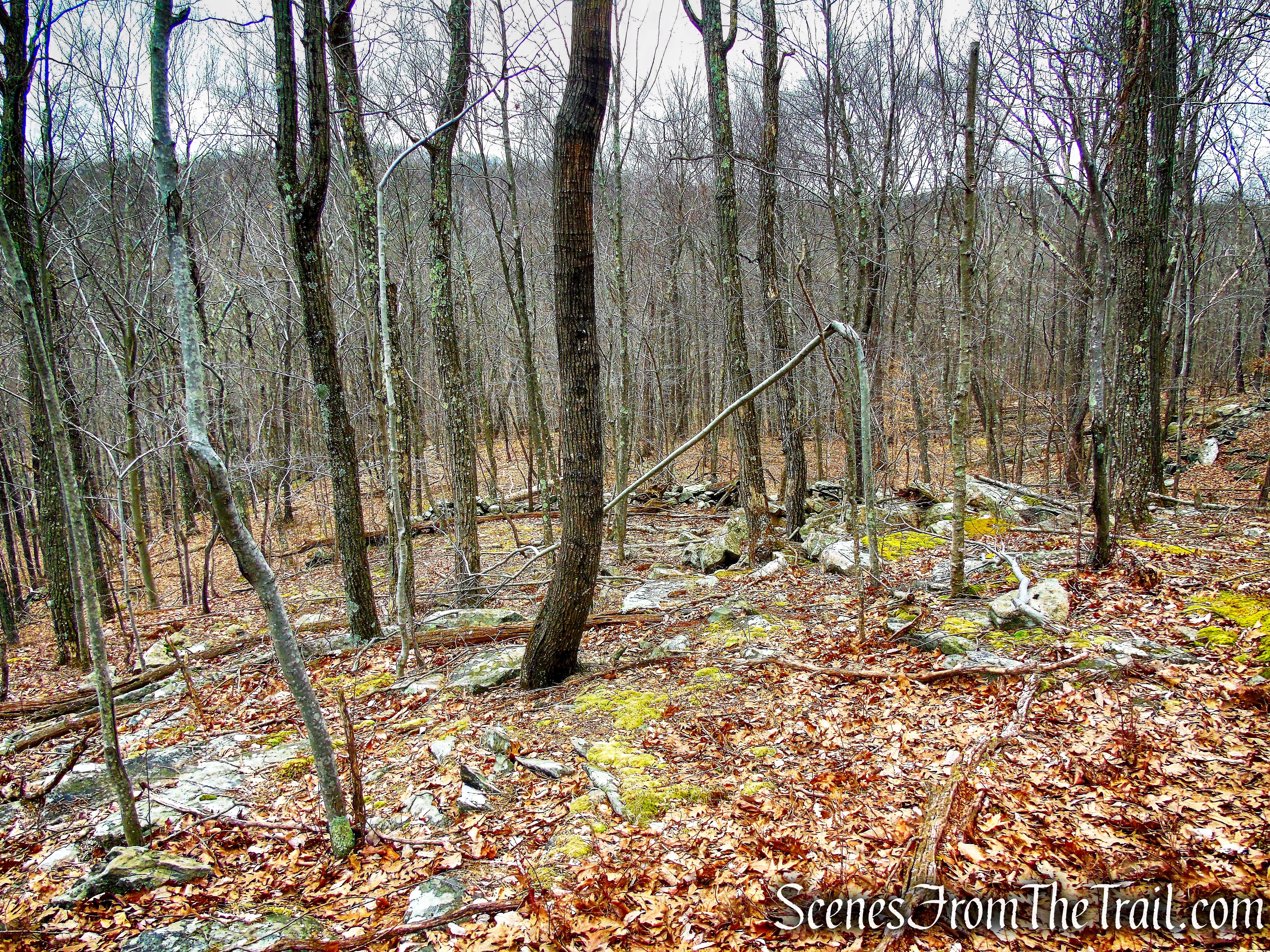 bushwack - Mountain Lakes Park