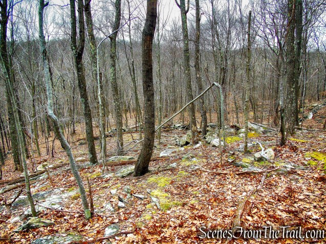 bushwack - Mountain Lakes Park