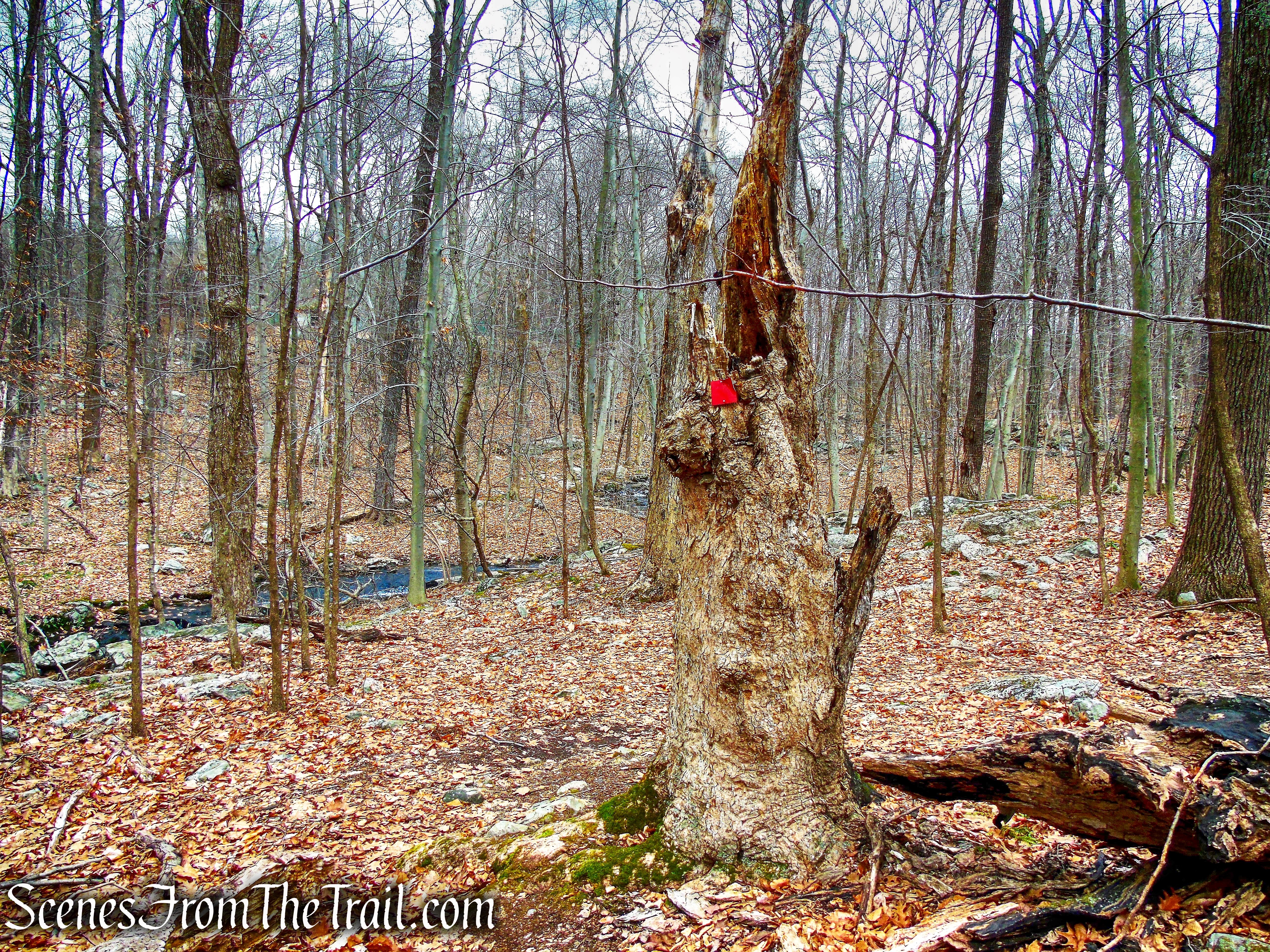 Red Trail - Mountain Lakes Park