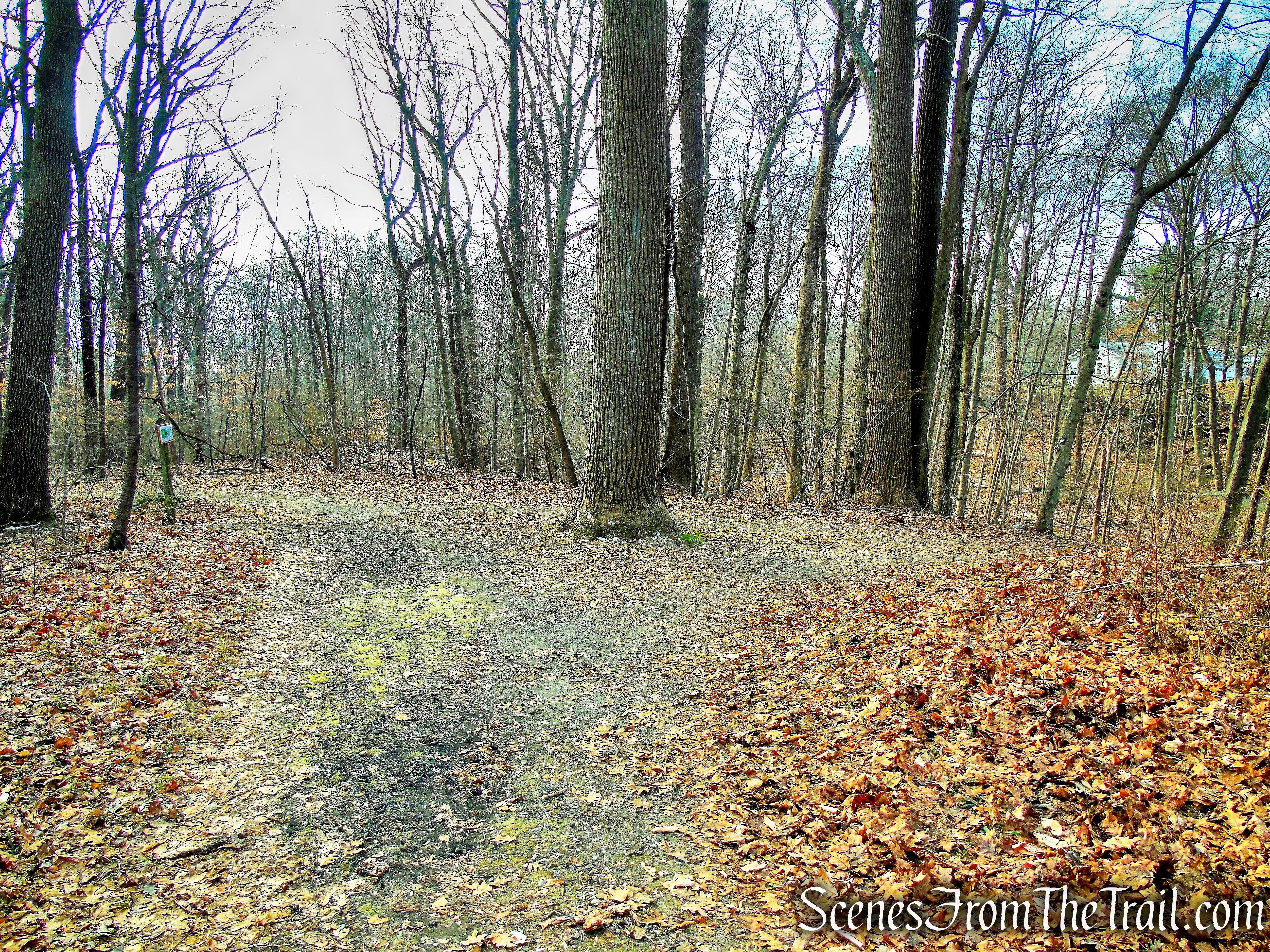 junction of Red & Green Trails - Hart's Brook Park and Preserve