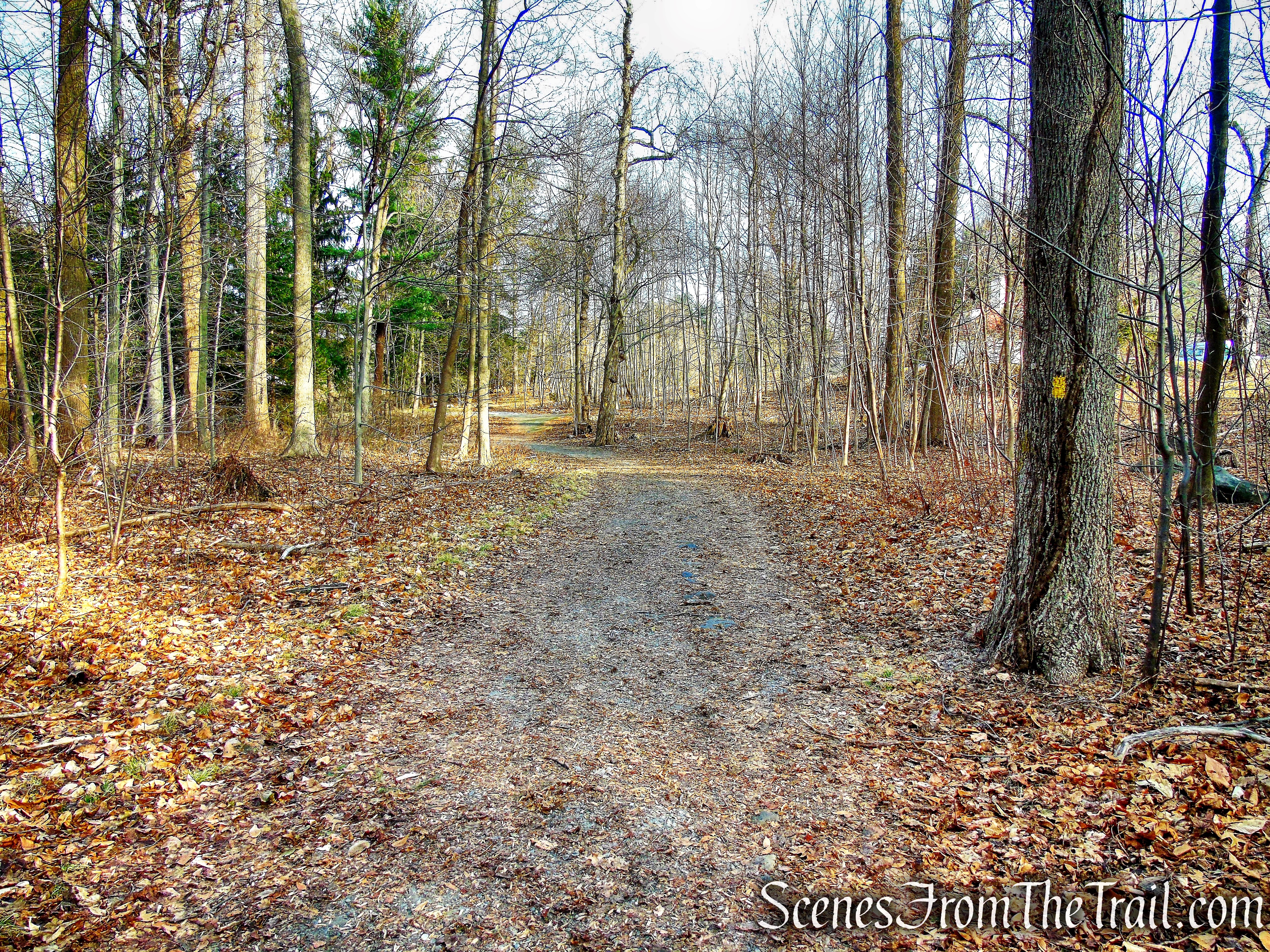 Yellow Trail - Hart's Brook Park and Preserve
