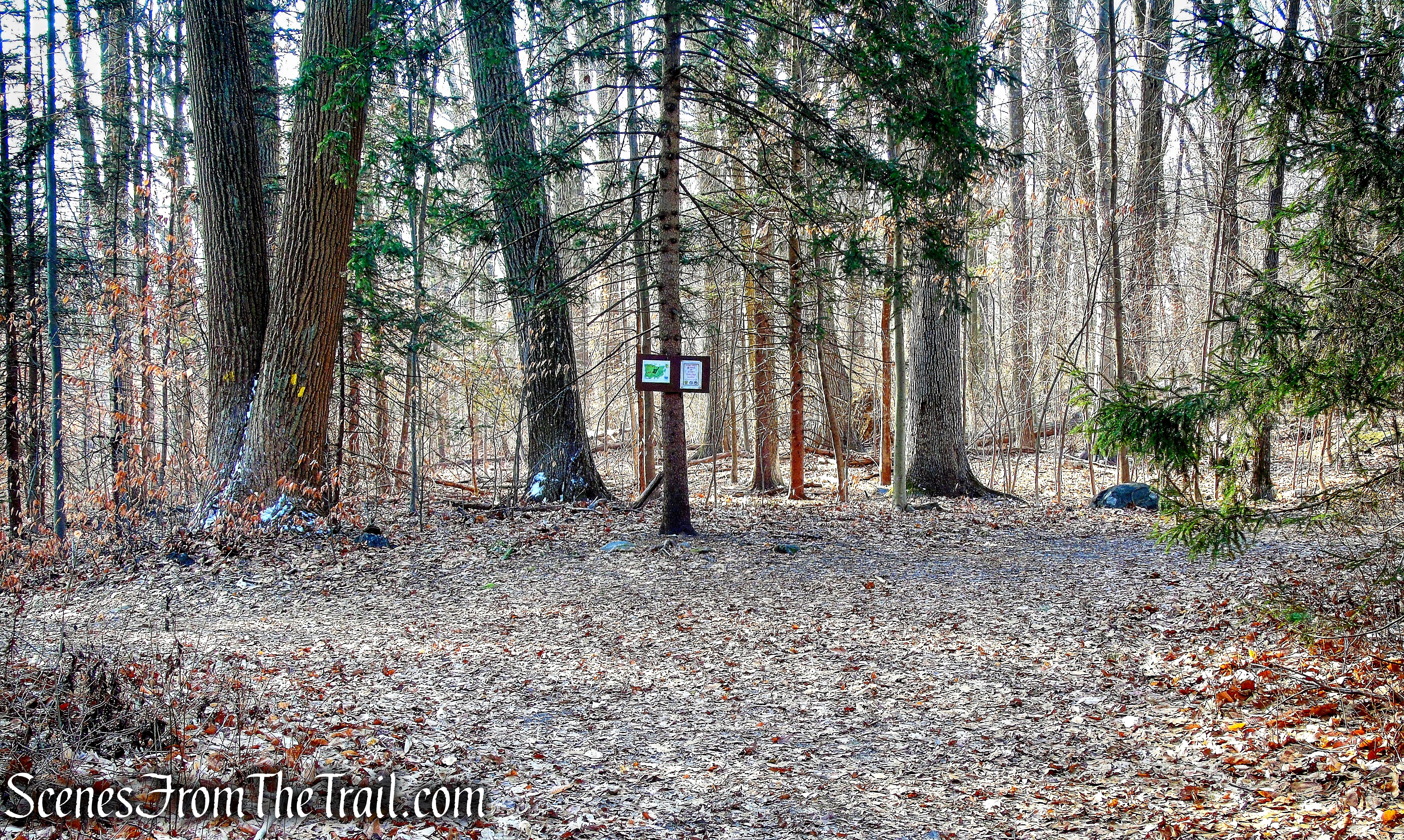 junction of Green & Yellow Trails - Hart's Brook Park and Preserve