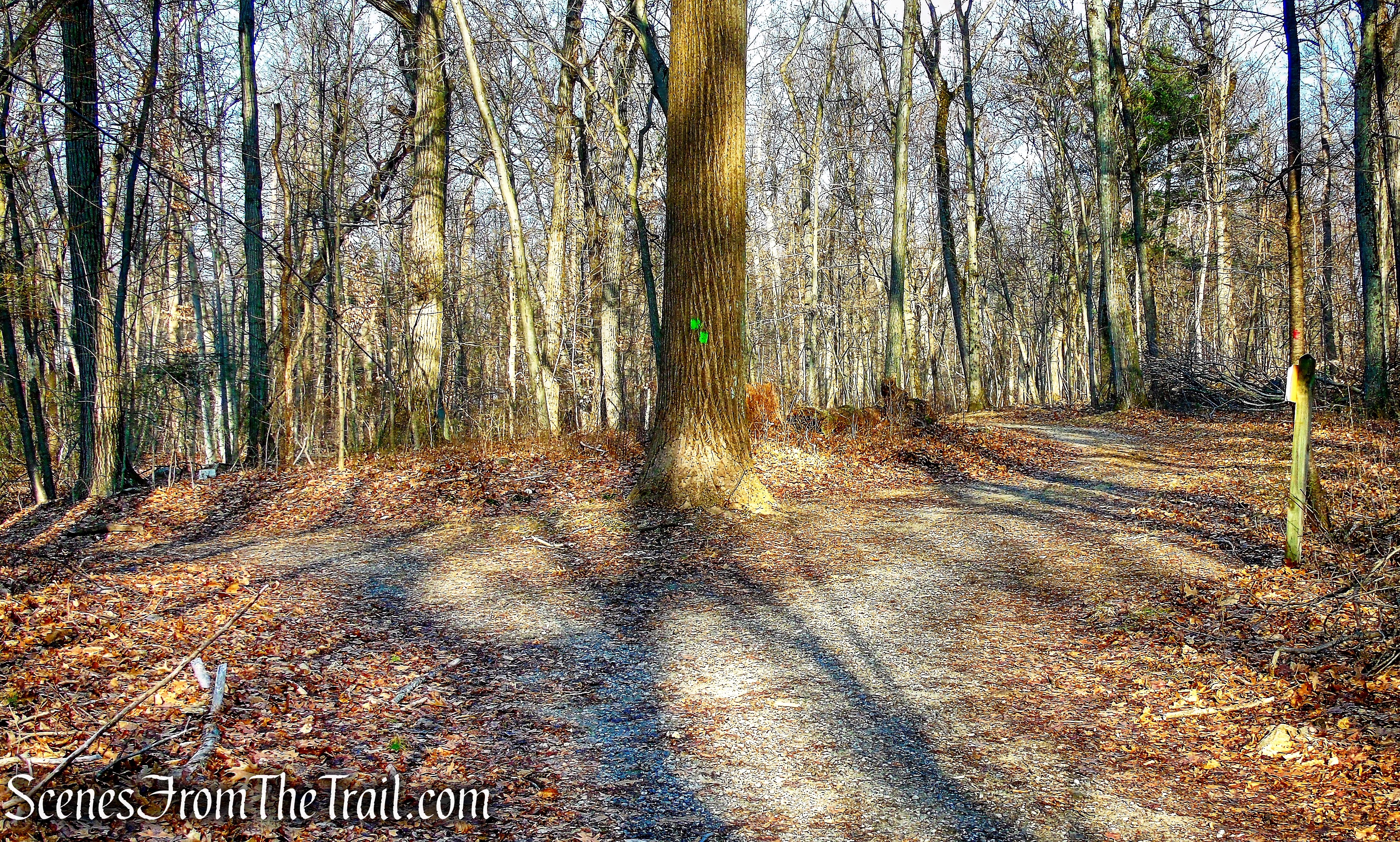 junction of Red & Green Trails - Hart's Brook Park and Preserve