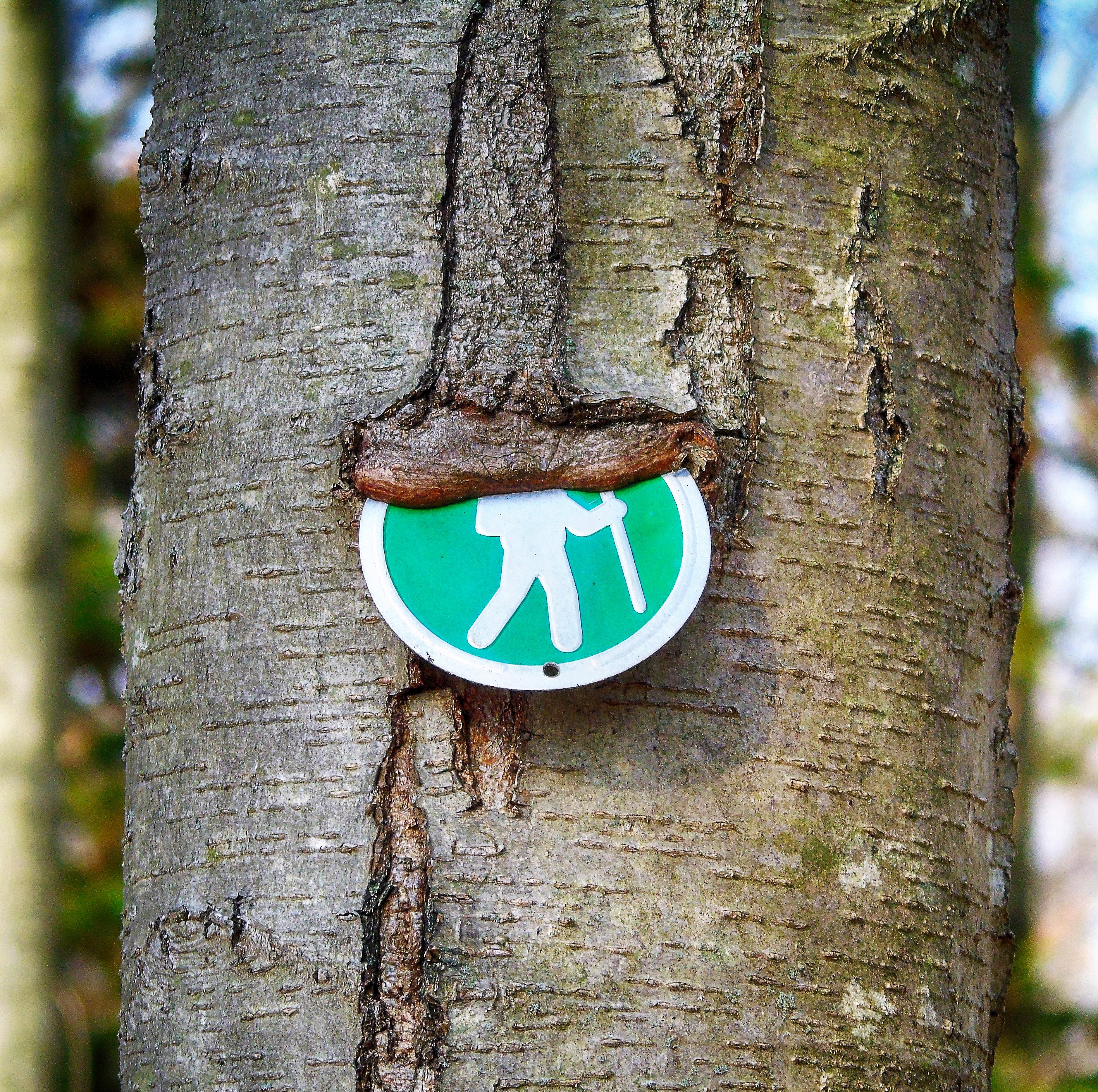 Green Trail - Hart's Brook Park and Preserve