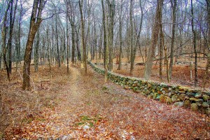 White Trail - Halmi Preserve